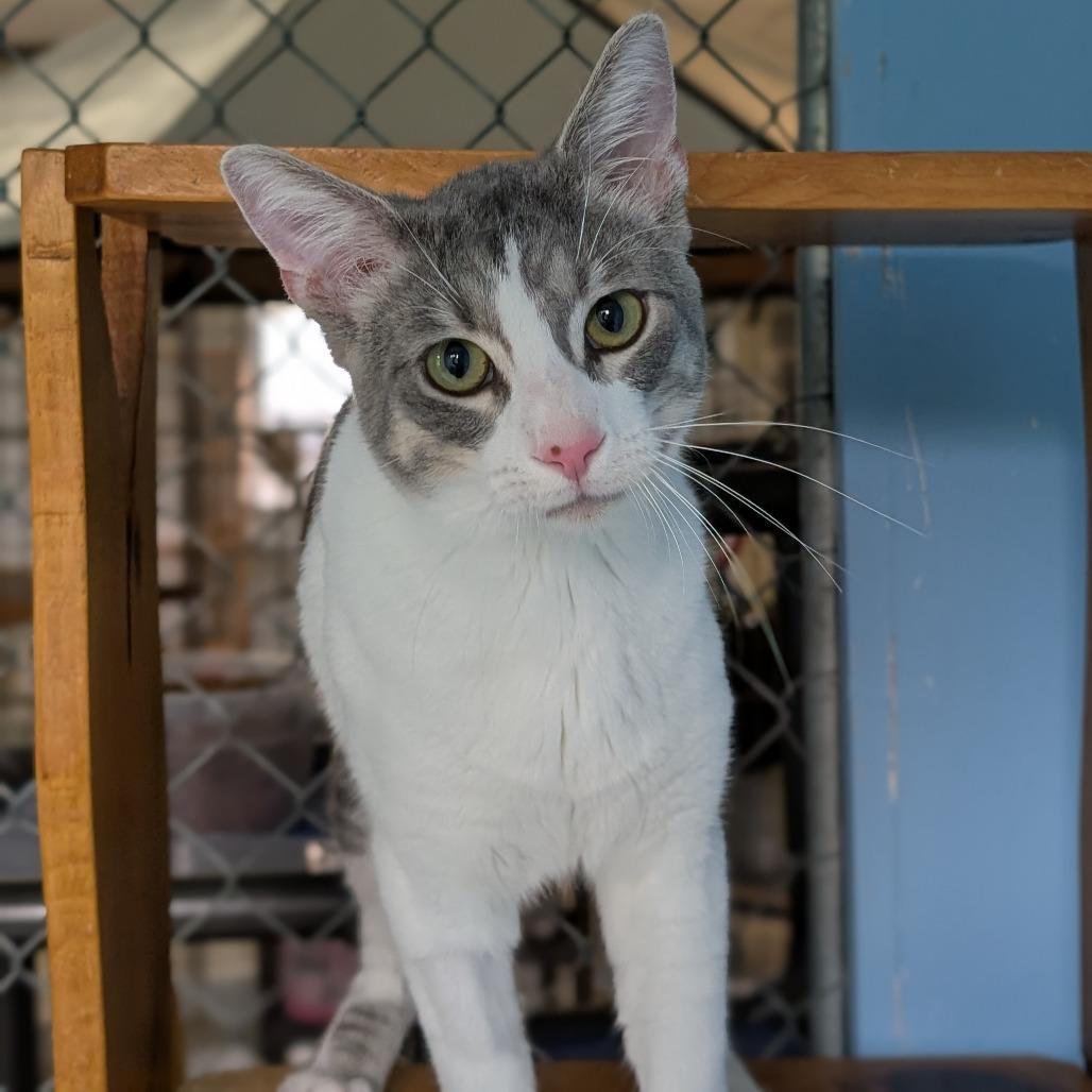 Enlarge Milton, a Adoptable Domestic Short Hair in Milford, IA image 2/4