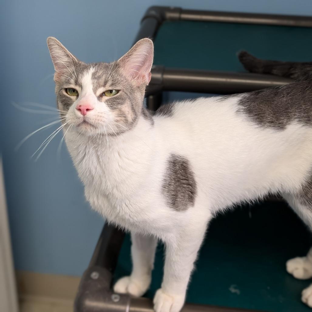 Enlarge Milton, a Adoptable Domestic Short Hair in Milford, IA image 3/4