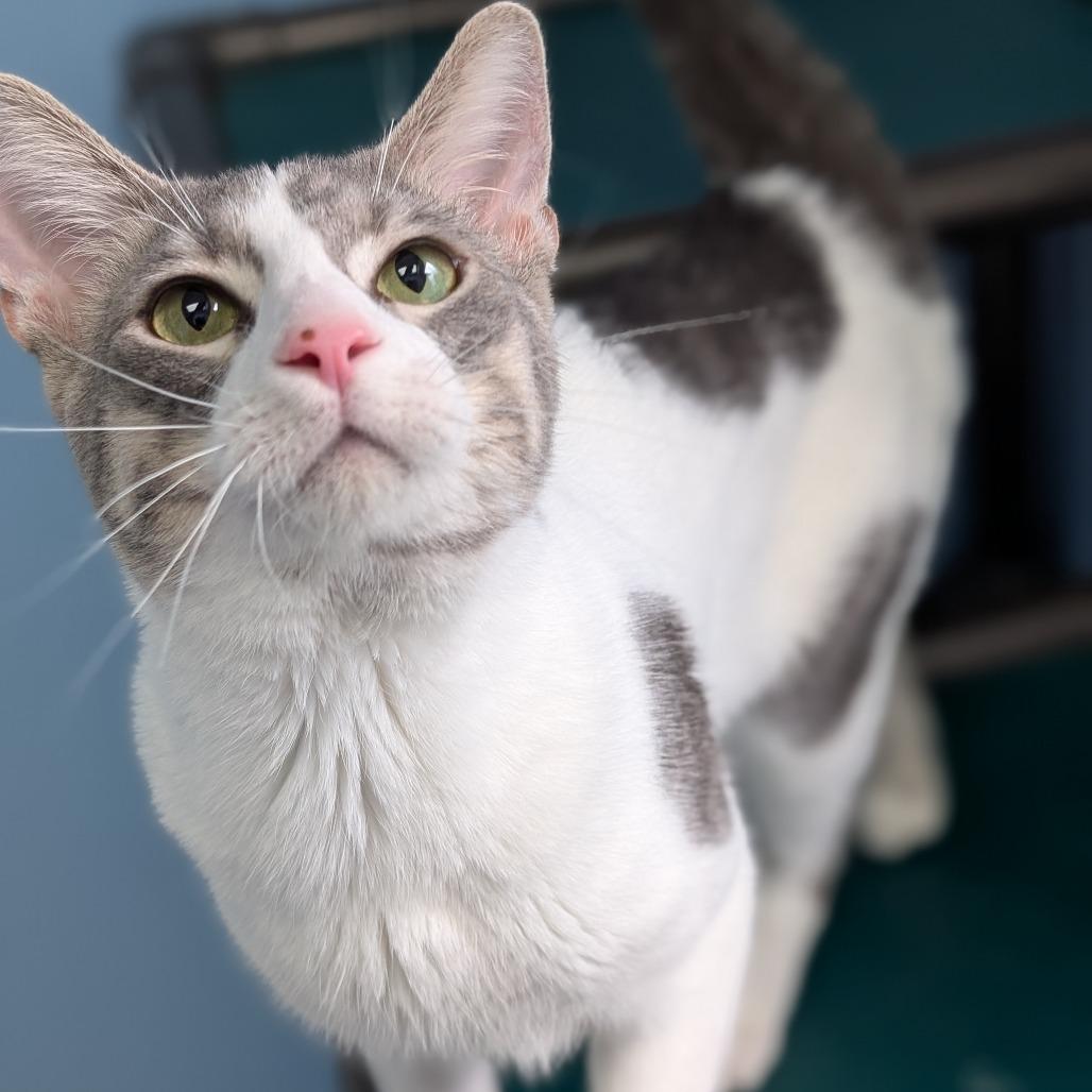 Enlarge Milton, a Adoptable Domestic Short Hair in Milford, IA image 4/4