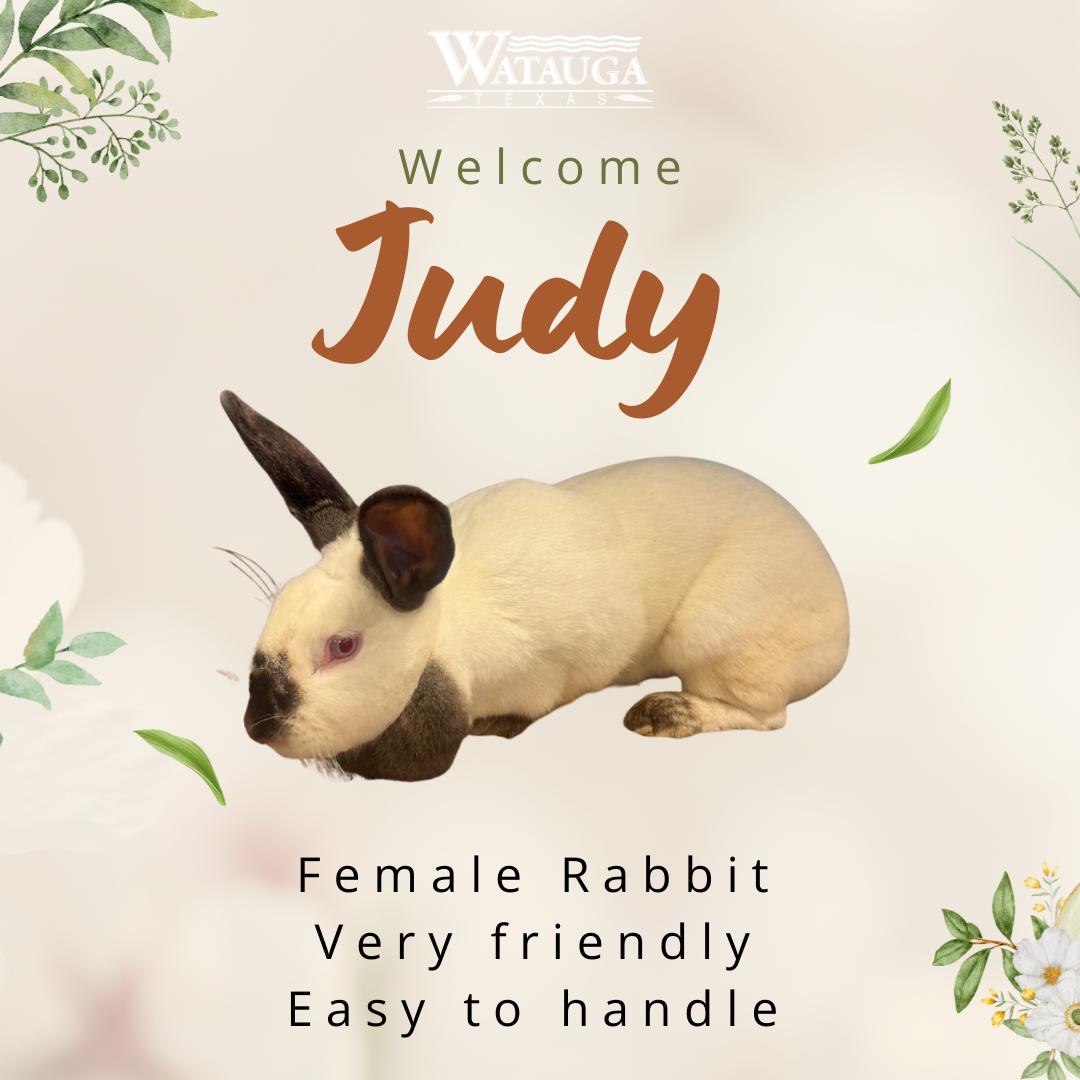 Enlarge Judy, a ADOPTABLE Californian in Watauga, TX image 1/1