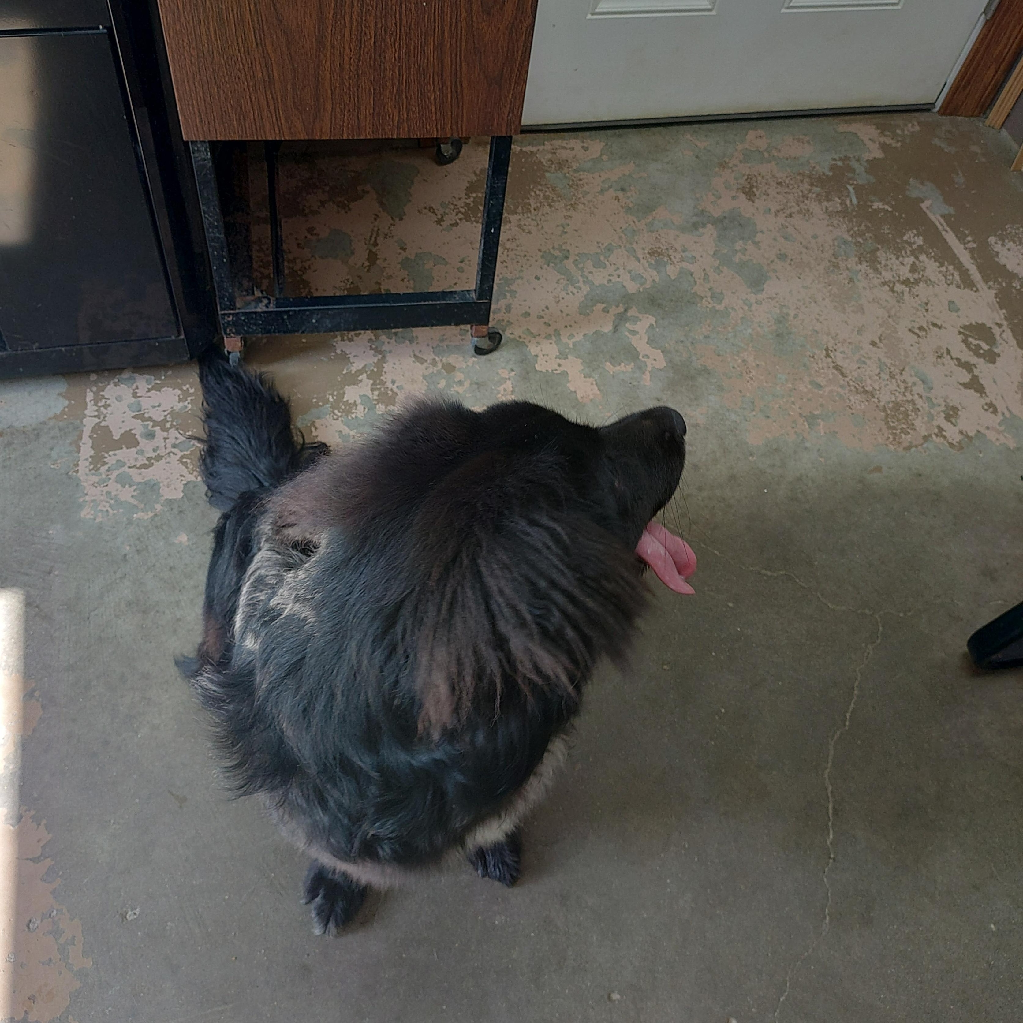 26-054, a ADOPTABLE mixed breed in Carrollton, OH image 6/6