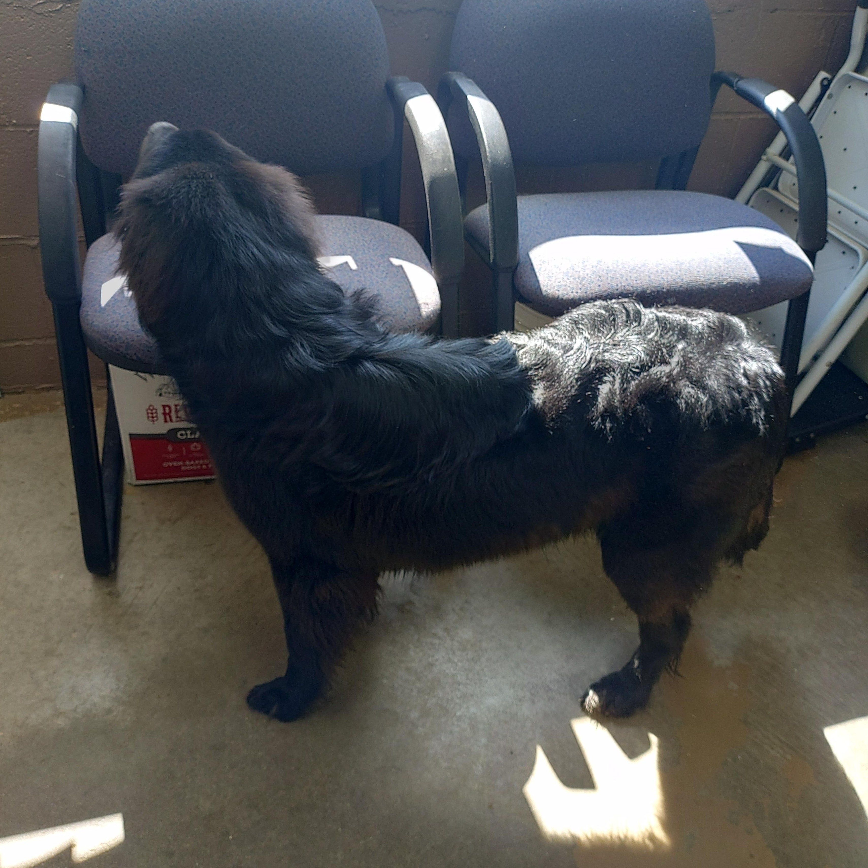 26-054, a ADOPTABLE mixed breed in Carrollton, OH image 3/6