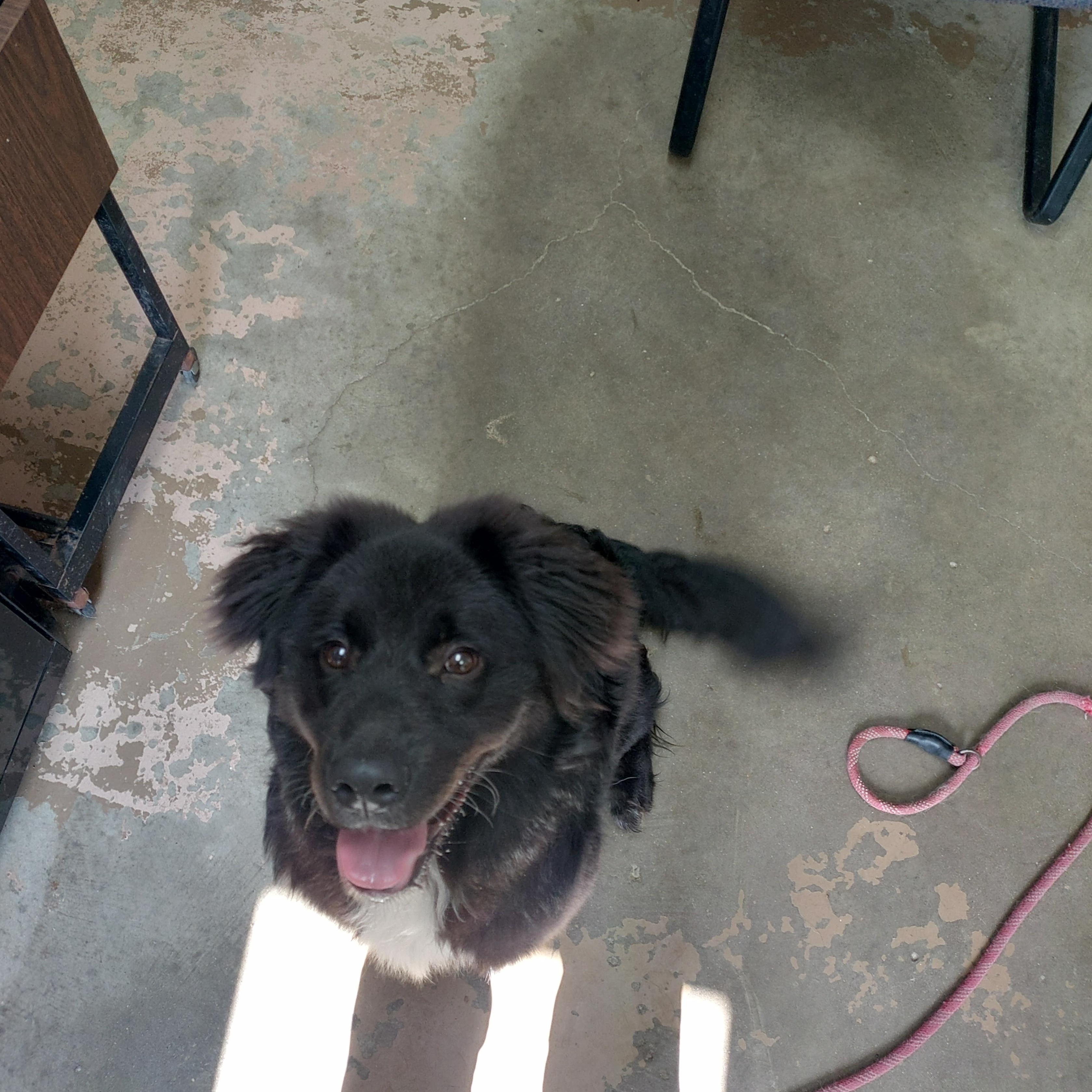 26-054, a ADOPTABLE mixed breed in Carrollton, OH image 1/6