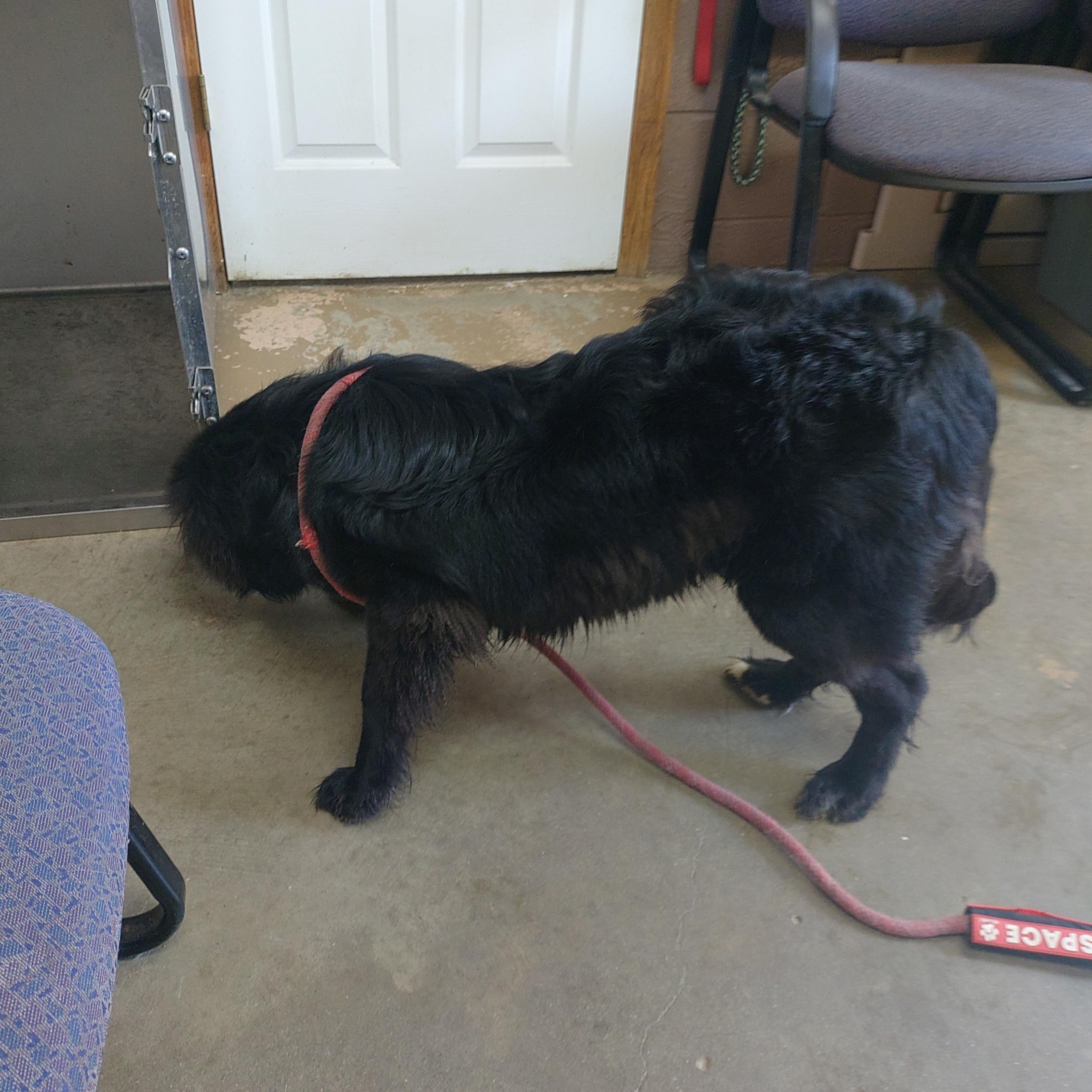 26-054, a ADOPTABLE mixed breed in Carrollton, OH image 5/6