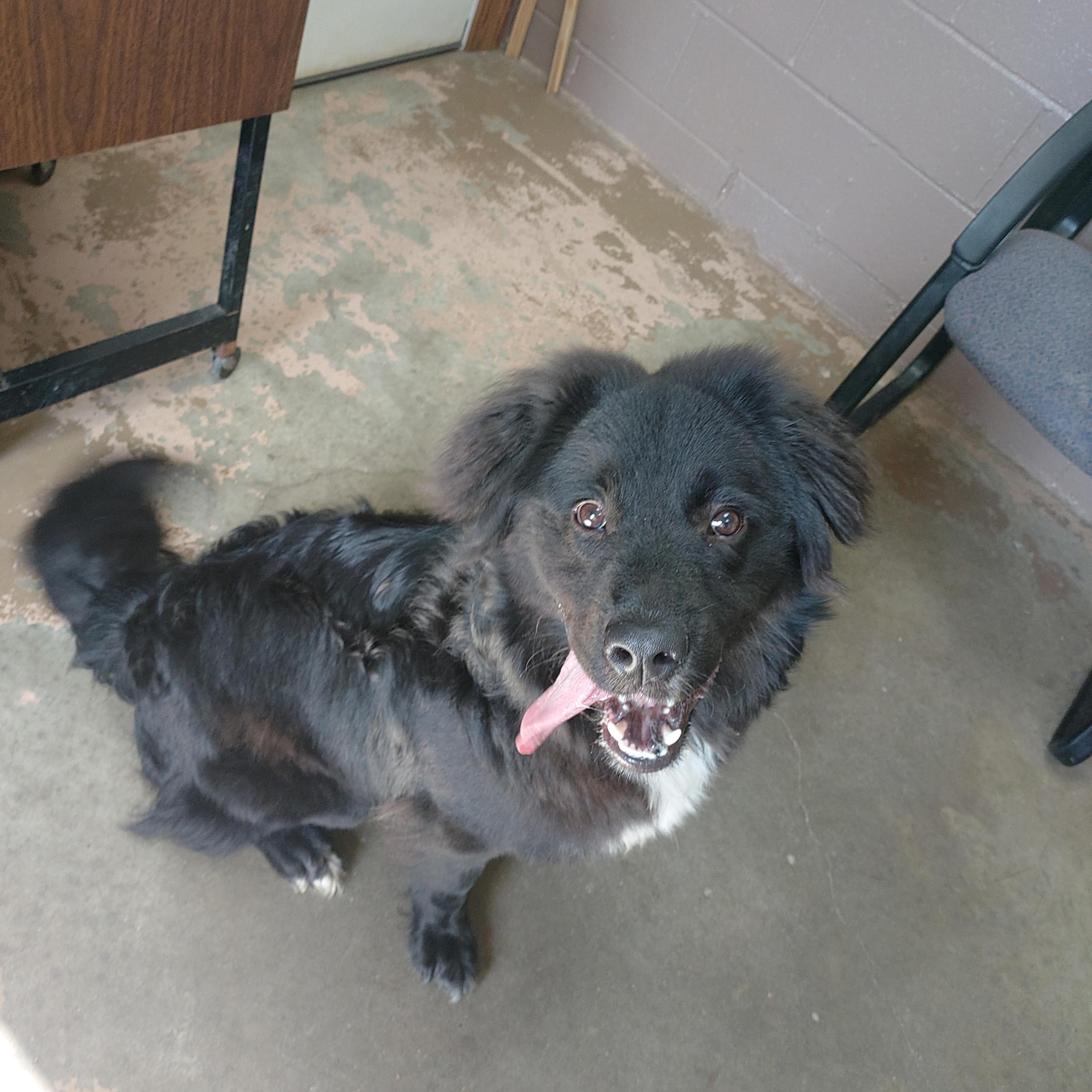 26-054, a ADOPTABLE mixed breed in Carrollton, OH image 2/6