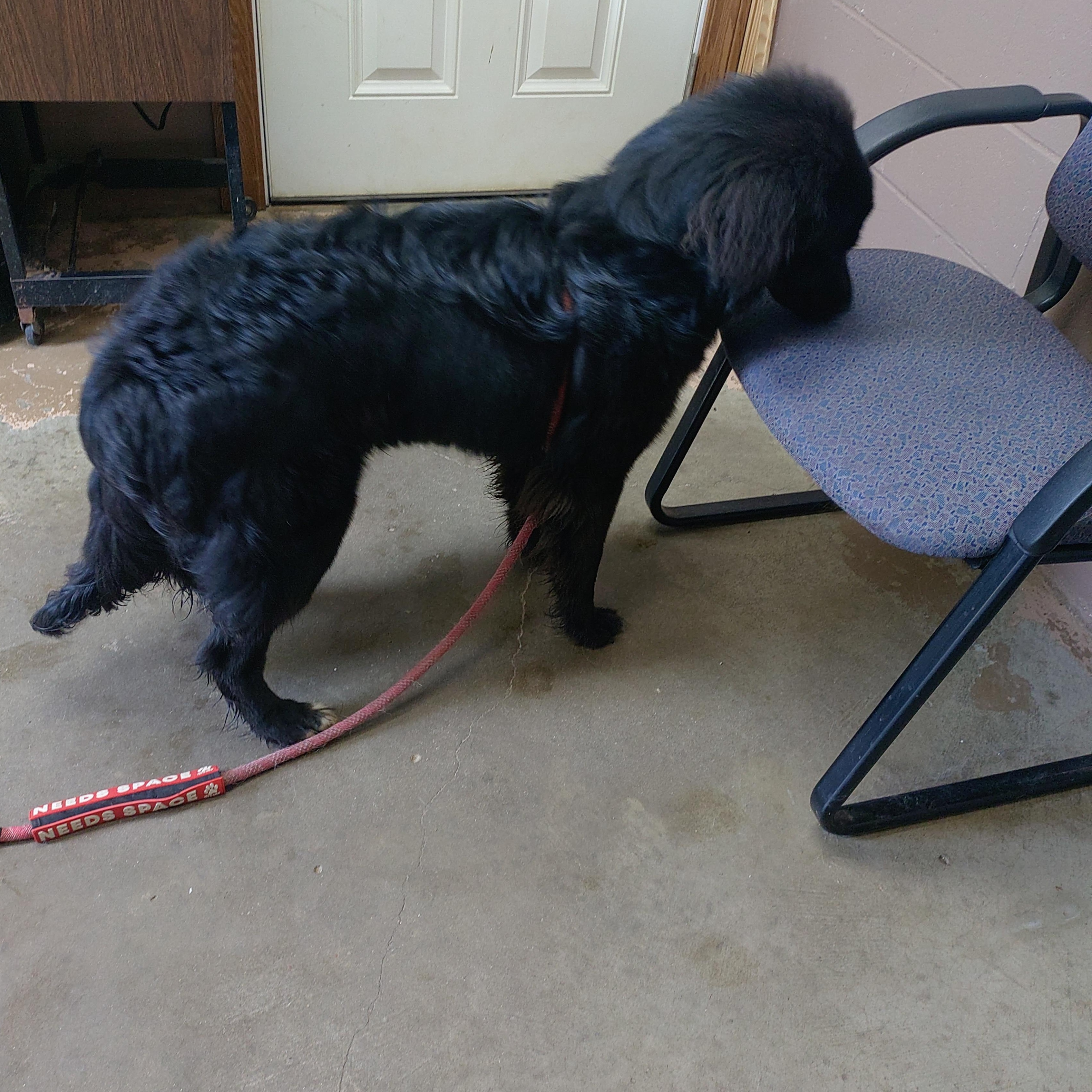 26-054, a ADOPTABLE mixed breed in Carrollton, OH image 4/6