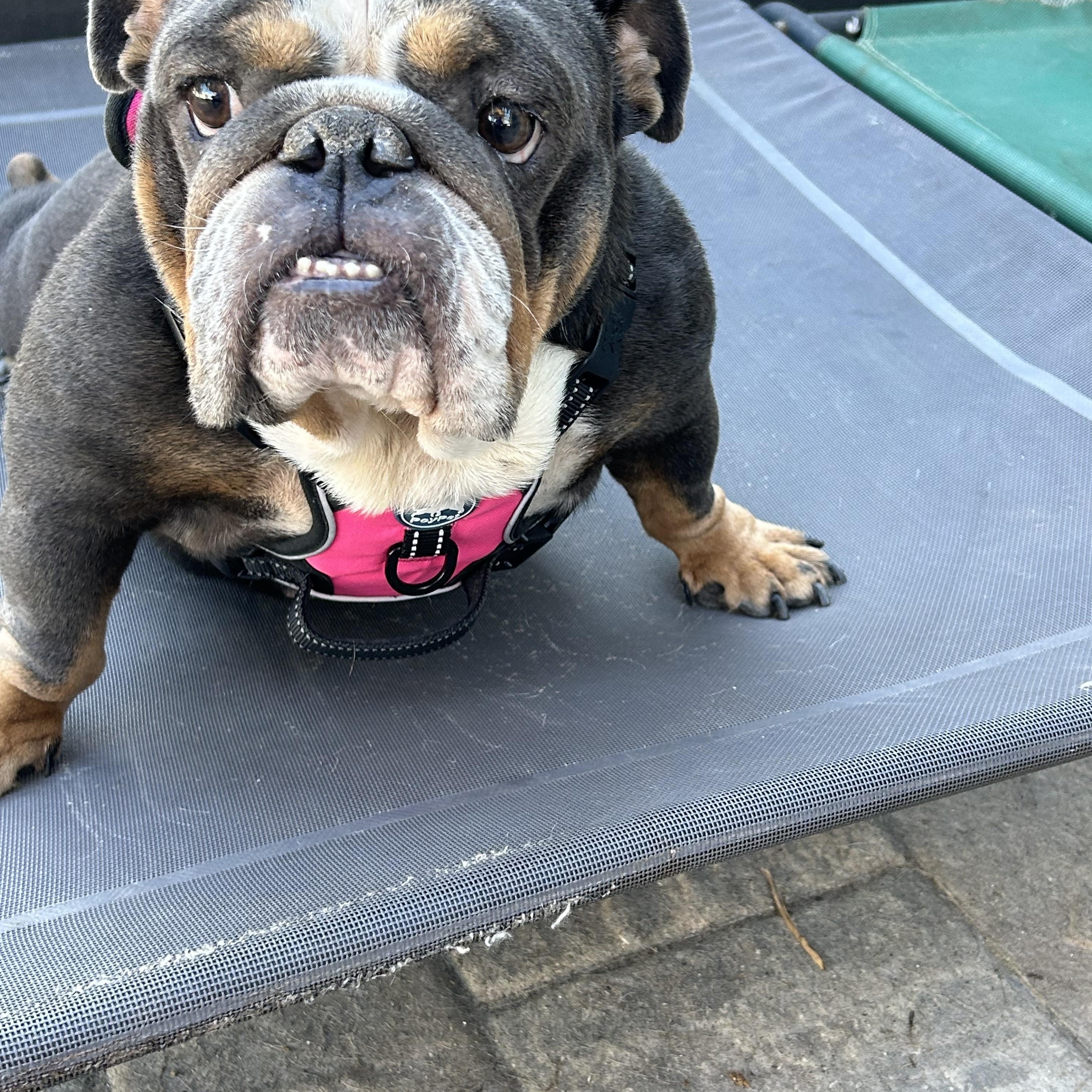 Lola, a ADOPTABLE English Bulldog in Palm Coast, FL image 1/5