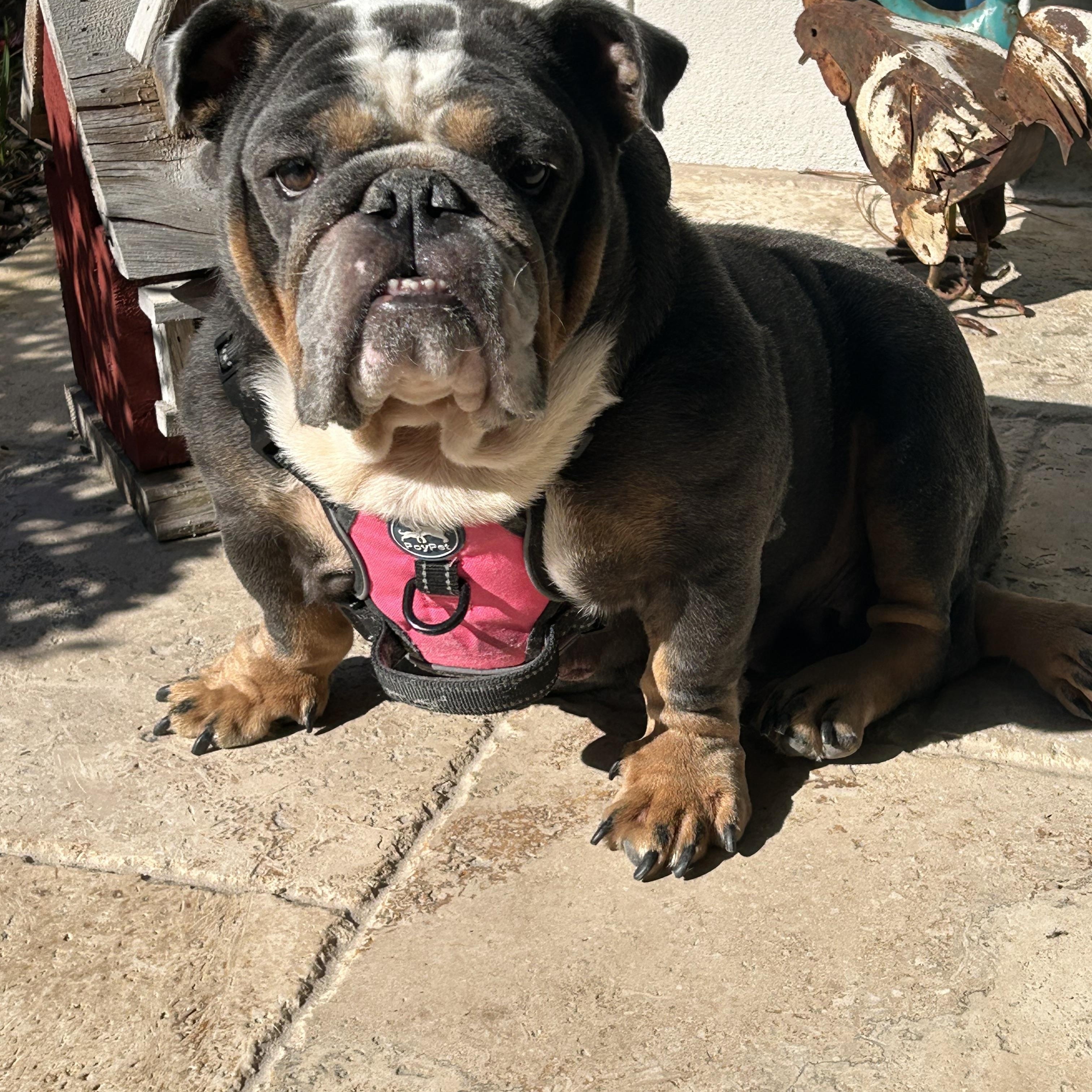 Lola, a ADOPTABLE English Bulldog in Palm Coast, FL image 3/5