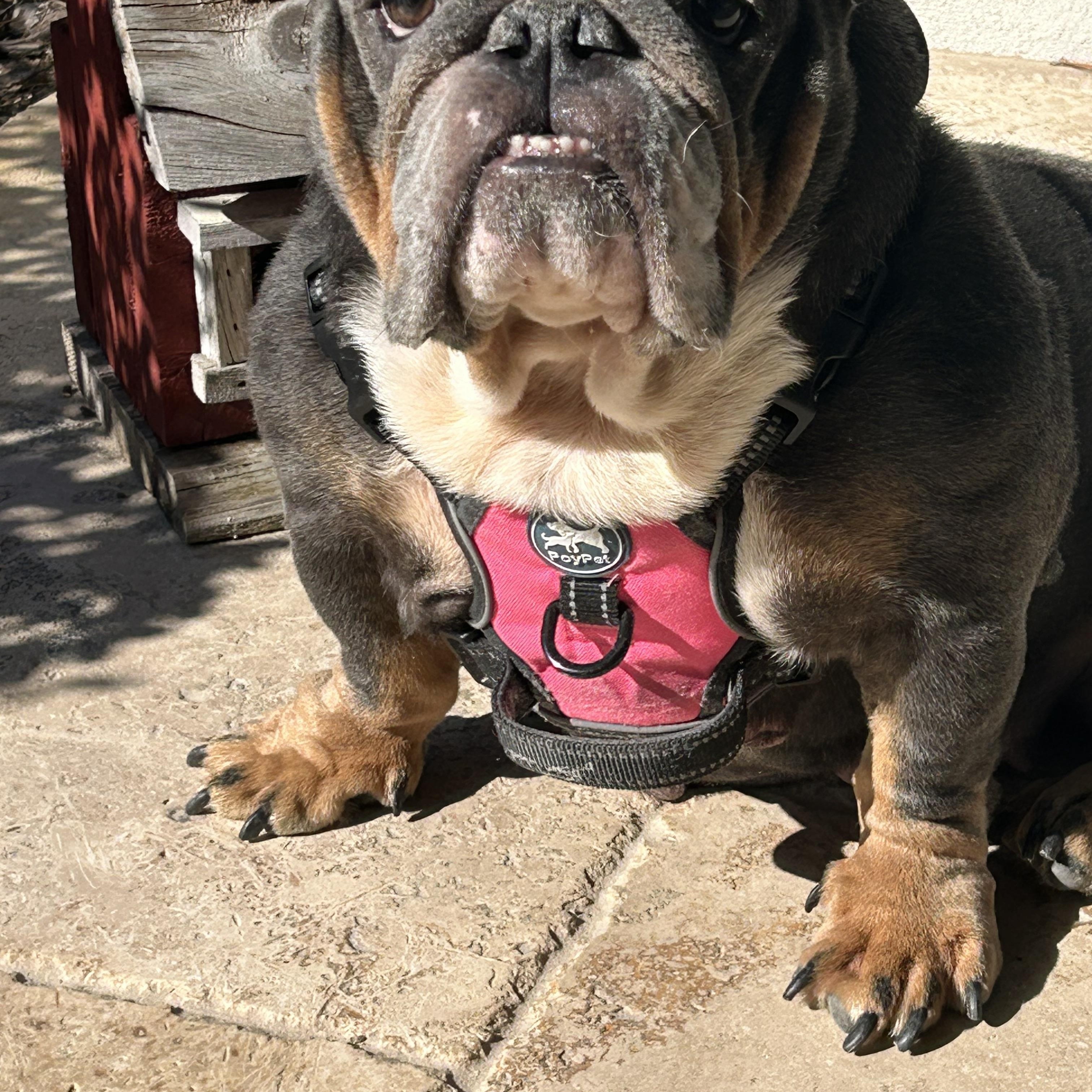 Lola, a ADOPTABLE English Bulldog in Palm Coast, FL image 5/5