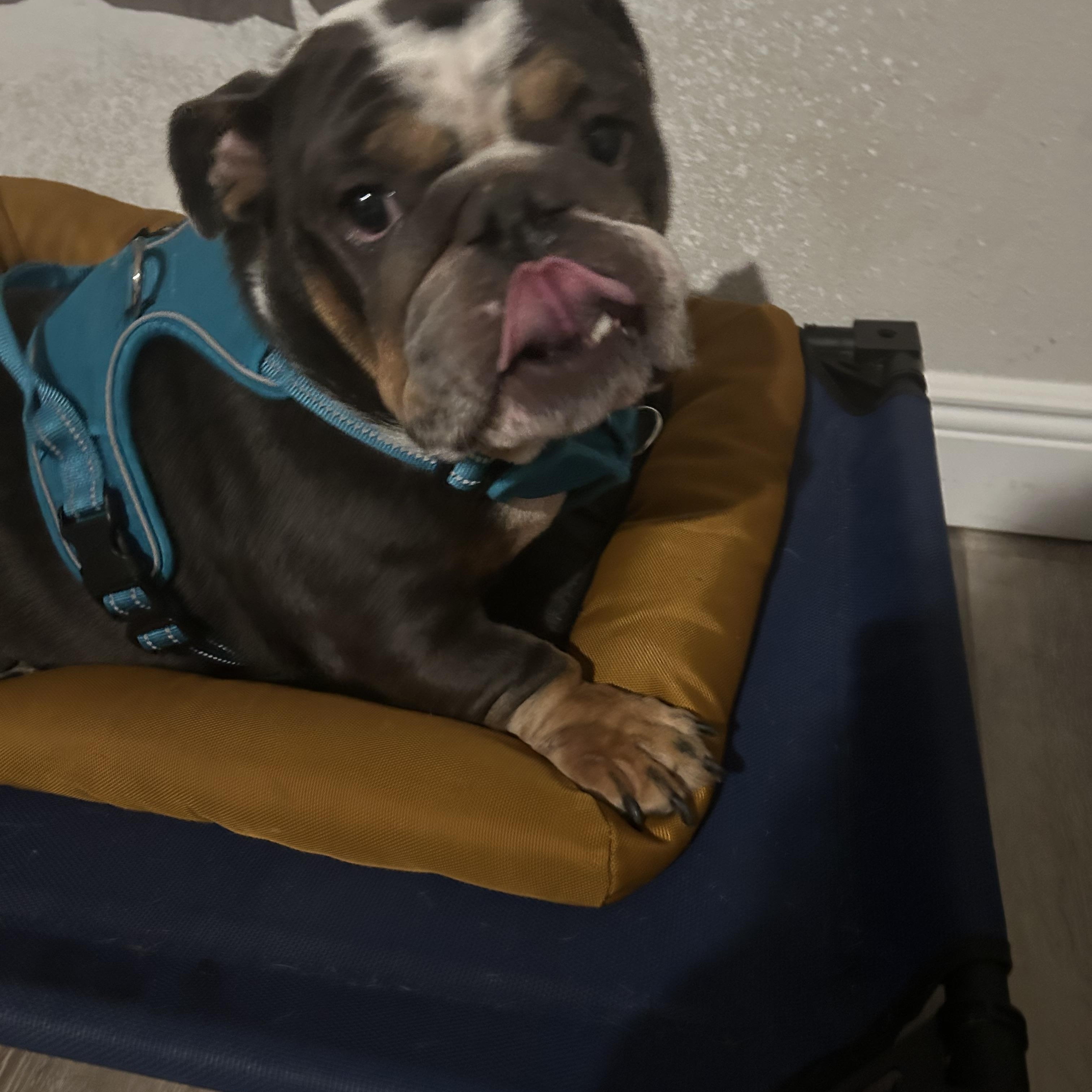 Lola, a ADOPTABLE English Bulldog in Palm Coast, FL image 2/5