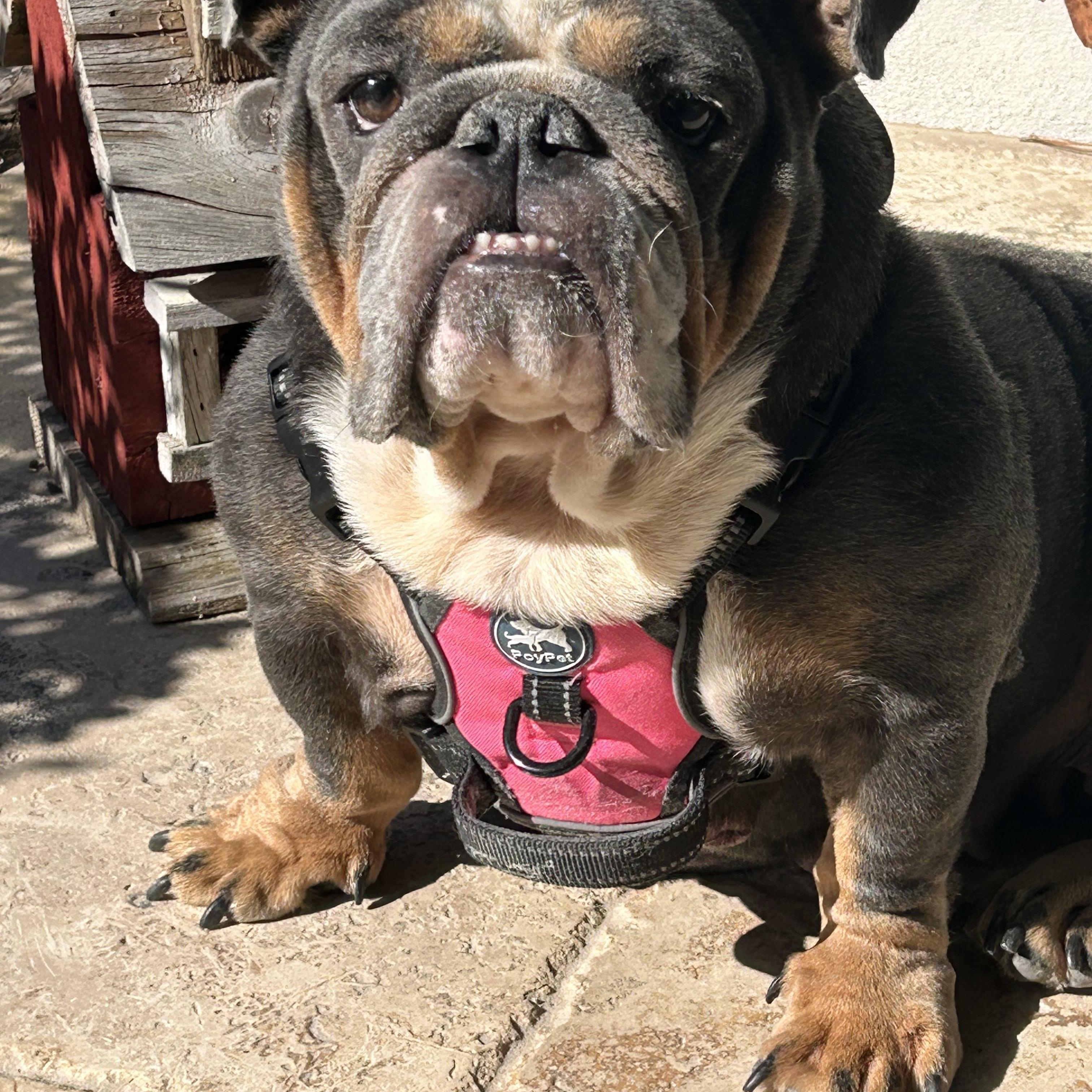 Lola, a ADOPTABLE English Bulldog in Palm Coast, FL image 4/5