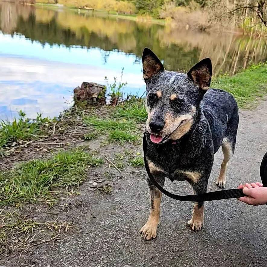 Honey, Adoptable, Adult Female Cattle Dog.