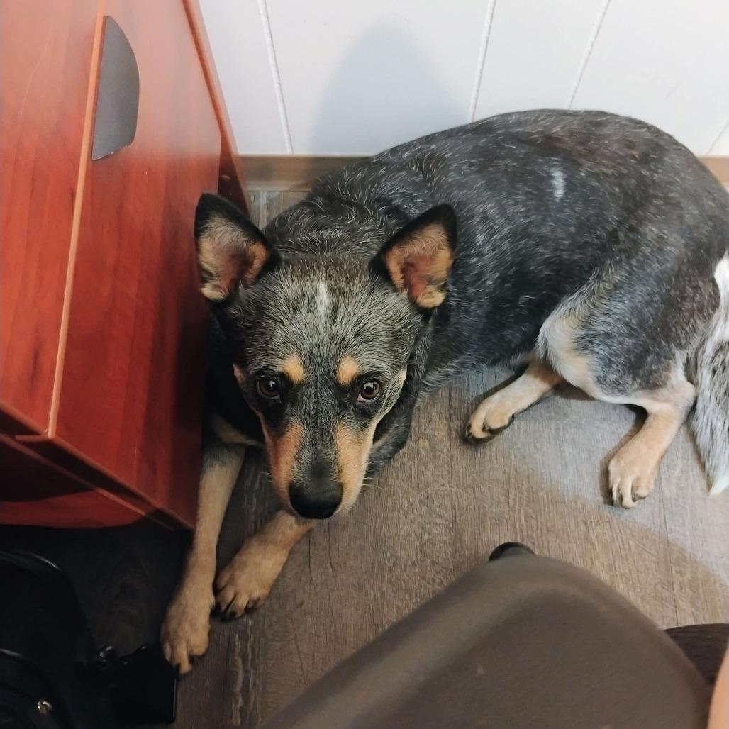 Enlarge Honey, a Adoptable Cattle Dog in Victoria, BC image 2/5