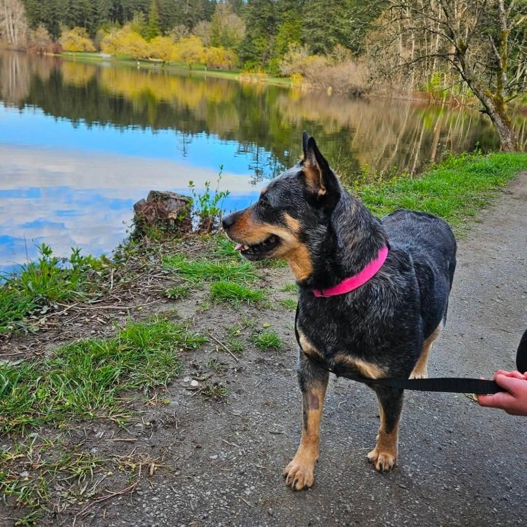 Enlarge Honey, a Adoptable Cattle Dog in Victoria, BC image 3/5