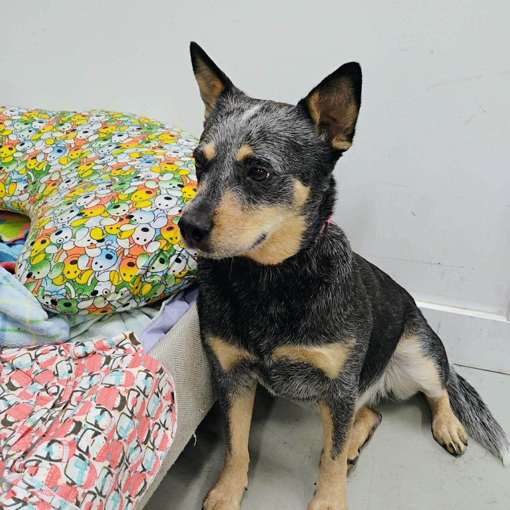 Enlarge Honey, a Adoptable Cattle Dog in Victoria, BC image 4/5