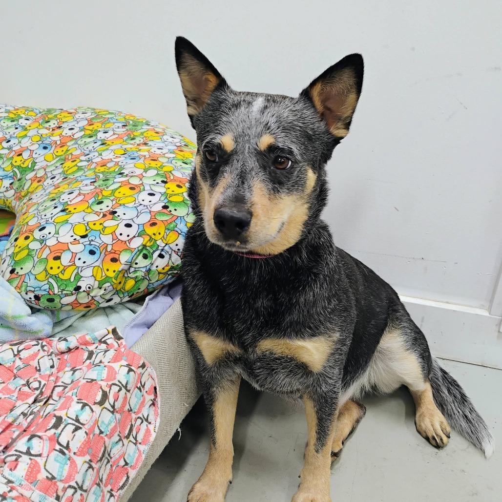 Enlarge Honey, a Adoptable Cattle Dog in Victoria, BC image 5/5