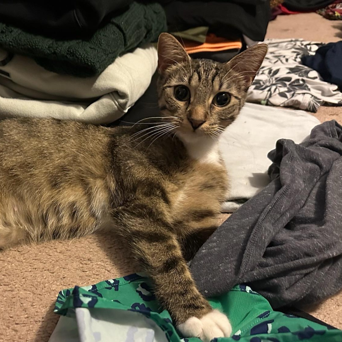 Mittens, a ADOPTABLE Domestic Short Hair in Honeoye, NY image 2/2
