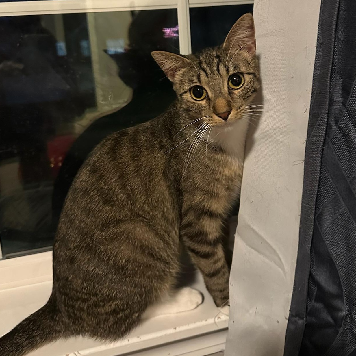 Mittens, a ADOPTABLE Domestic Short Hair in Honeoye, NY image 1/2