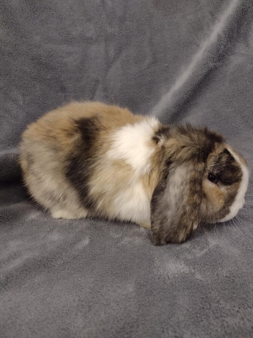 Enlarge Bernard, an adopted American Fuzzy Lop in Plymouth, MI image 1/4