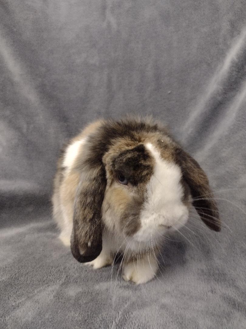 Enlarge Bernard, an adopted American Fuzzy Lop in Plymouth, MI image 2/4