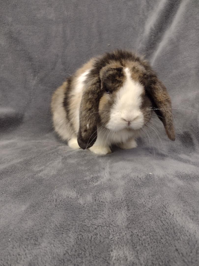 Enlarge Bernard, an adopted American Fuzzy Lop in Plymouth, MI image 3/4