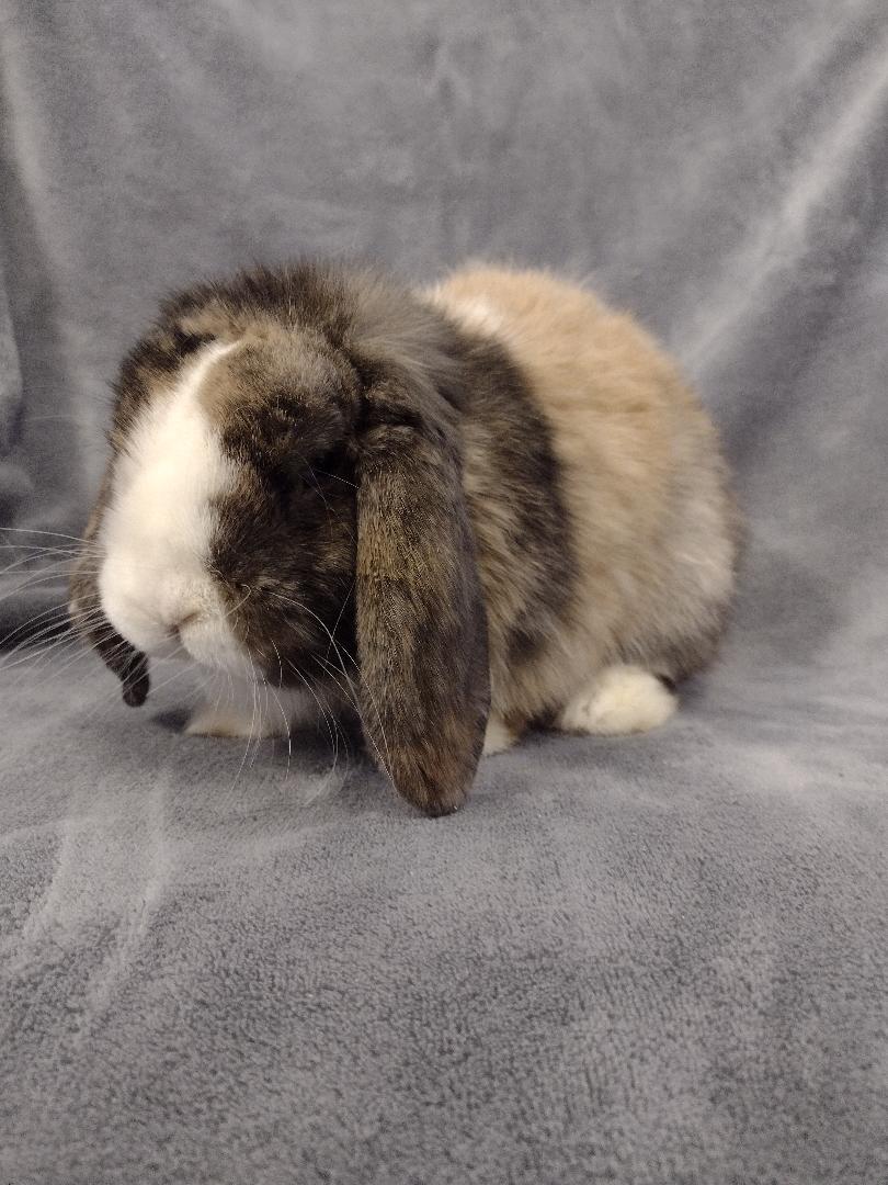 Enlarge Bernard, an adopted American Fuzzy Lop in Plymouth, MI image 4/4
