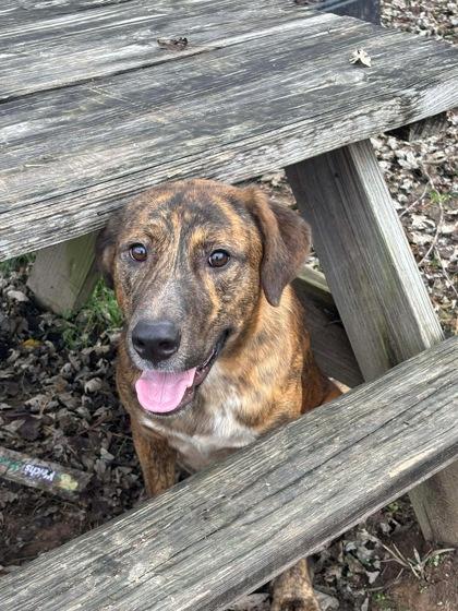 Abbott, Adoptable, Puppy Male Plott Hound & Mixed Breed.