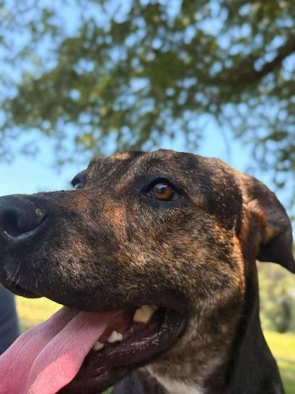 Abbott, a Adoptable mixed breed in Paducah, KY image 2/3