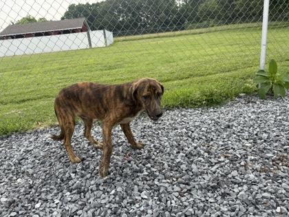 Abbott, a Adoptable mixed breed in Paducah, KY image 3/3