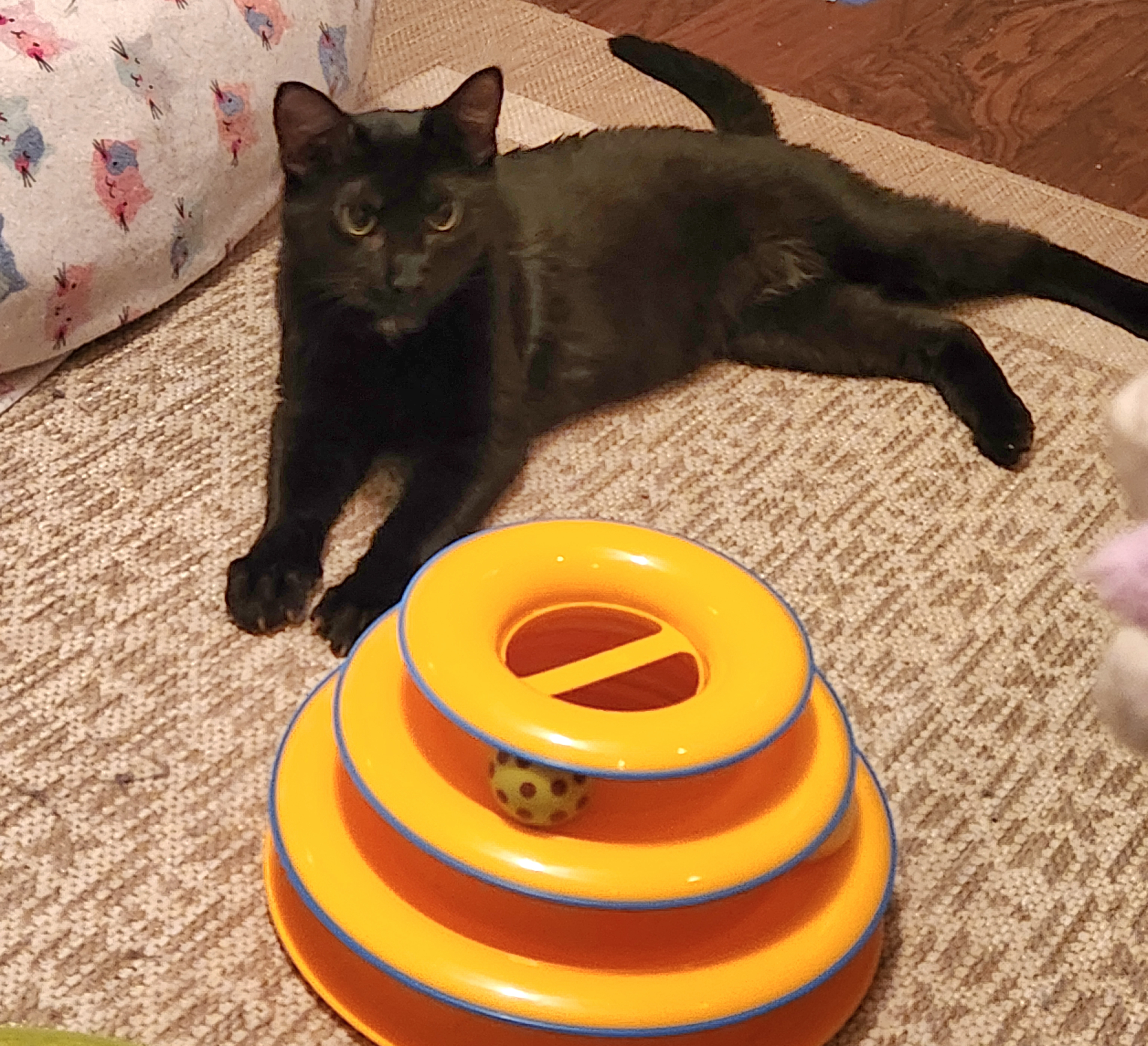 Sammy