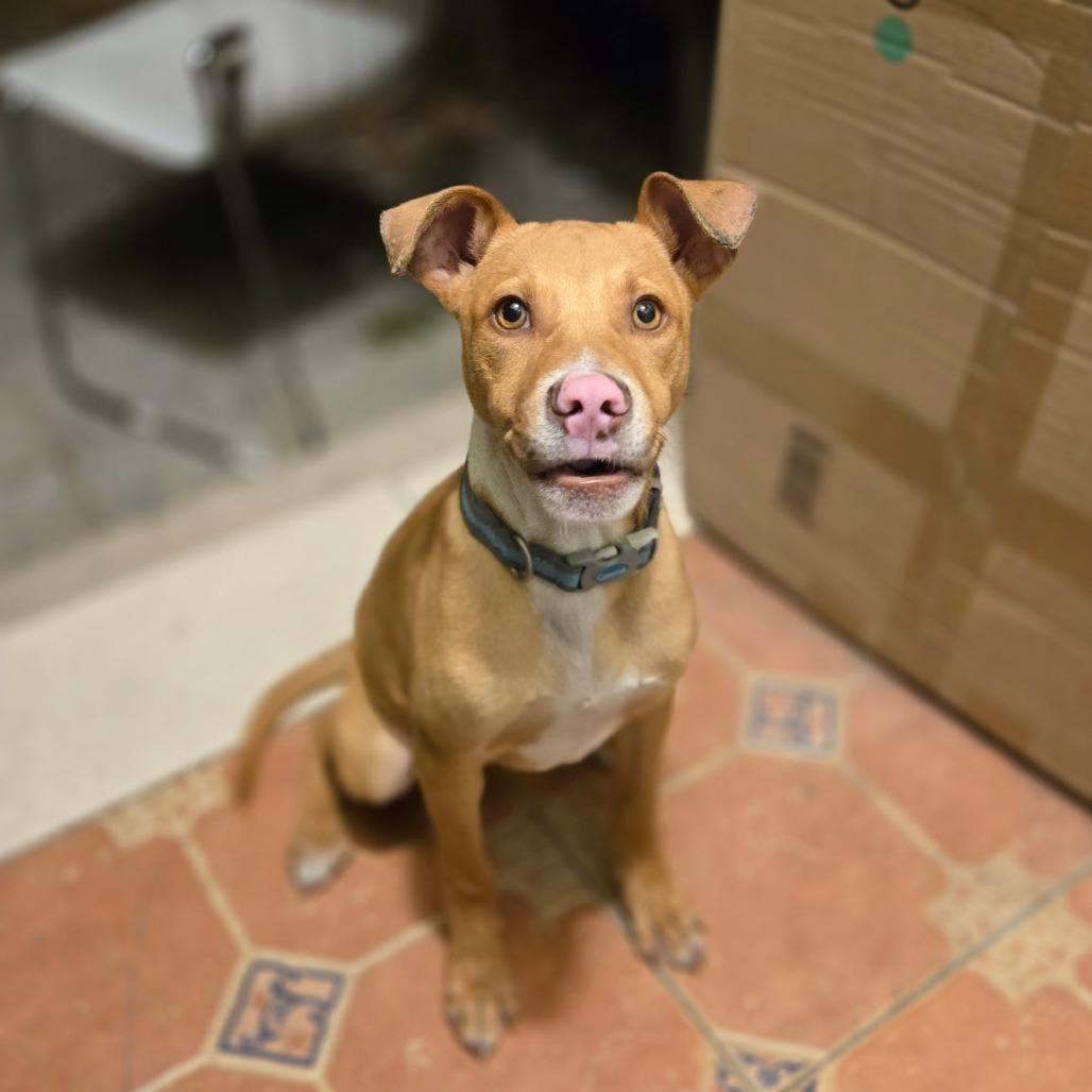 Enlarge Chance, a Adoptable Pit Bull Terrier in Kissimmee, FL image 1/2