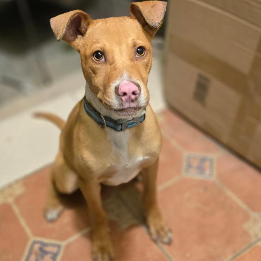 Enlarge Chance, a Adoptable Pit Bull Terrier in Kissimmee, FL image 2/2