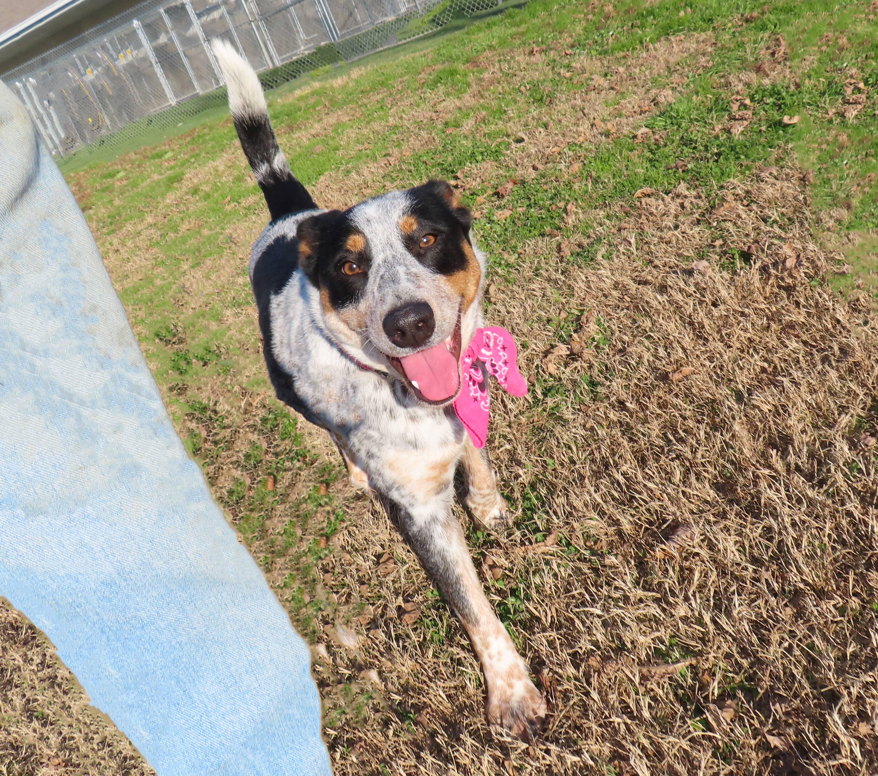 Enlarge Jennie  25C-312, an adopted Australian Cattle Dog / Blue Heeler in Rogers, AR image 2/5