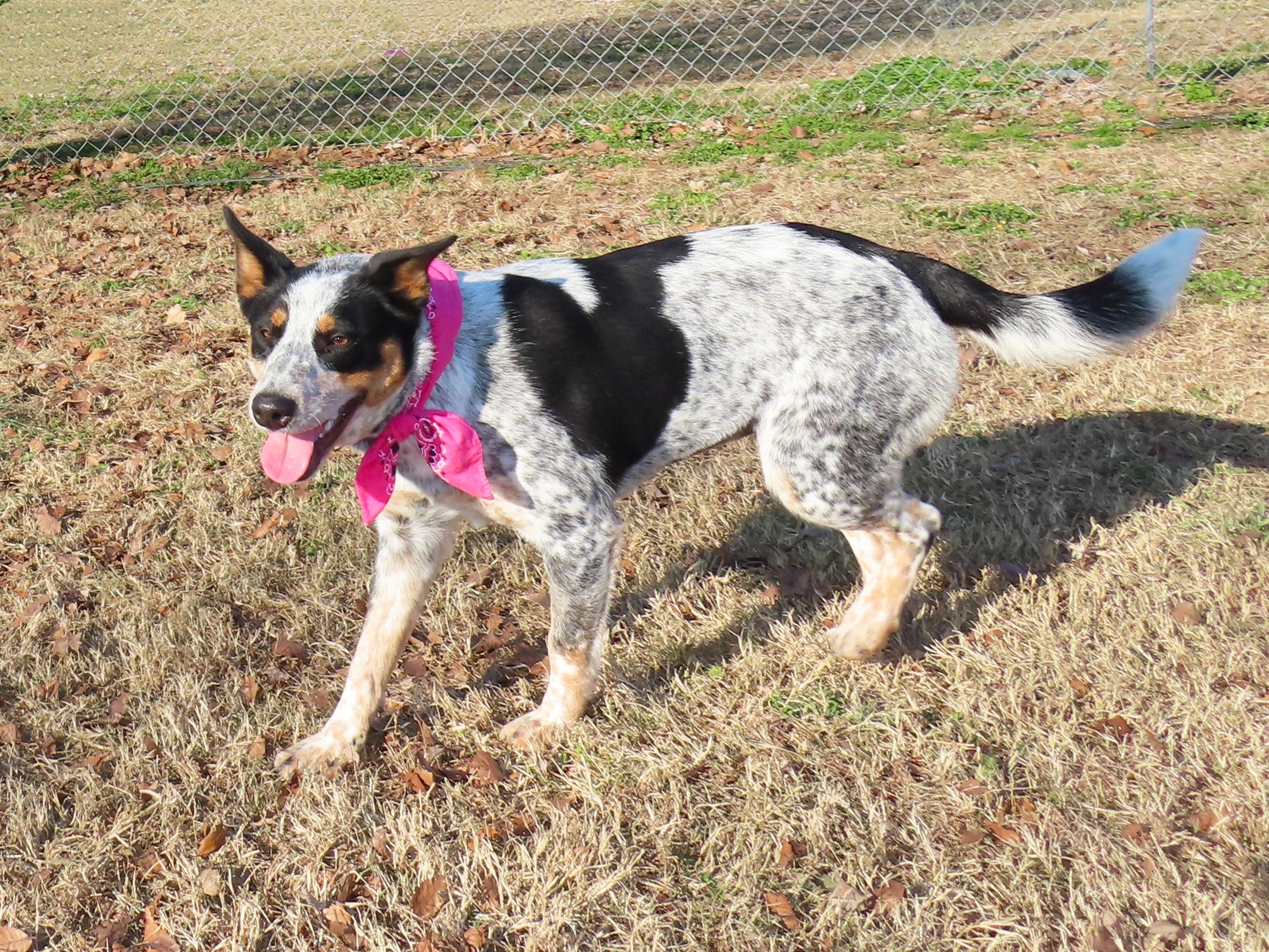 Enlarge Jennie  25C-312, an adopted Australian Cattle Dog / Blue Heeler in Rogers, AR image 5/5