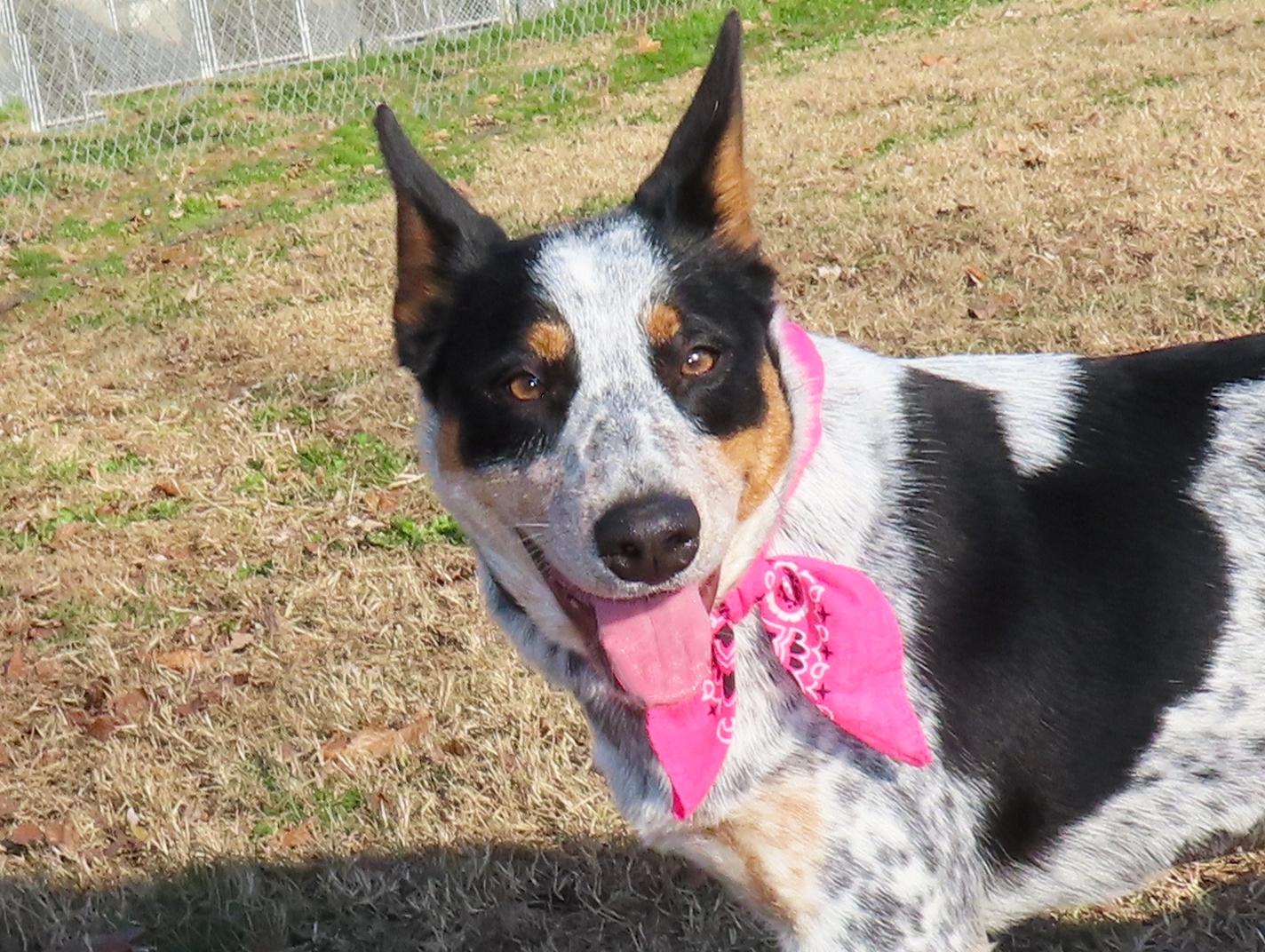 Jennie 25C-312, adopted, Young Female Australian Cattle Dog / Blue Heeler.