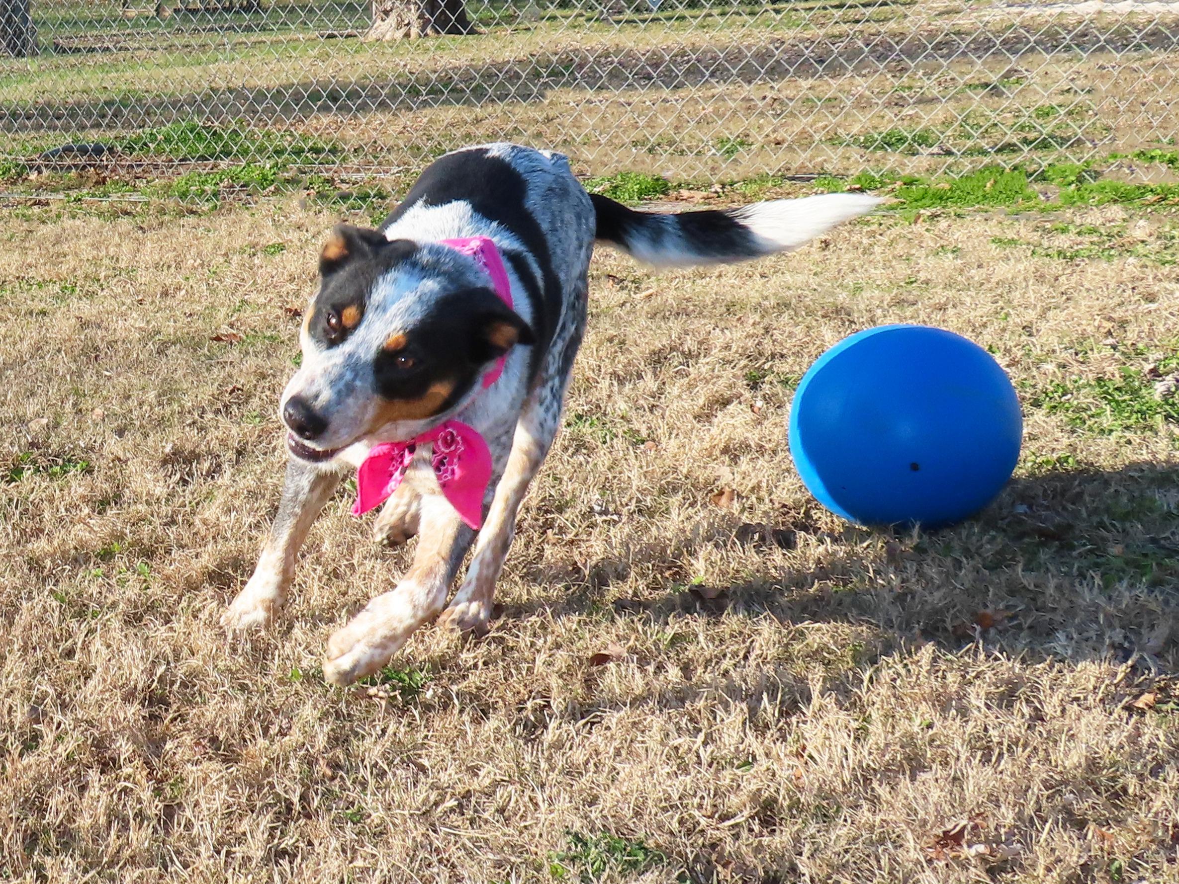 Enlarge Jennie  25C-312, an adopted Australian Cattle Dog / Blue Heeler in Rogers, AR image 3/5