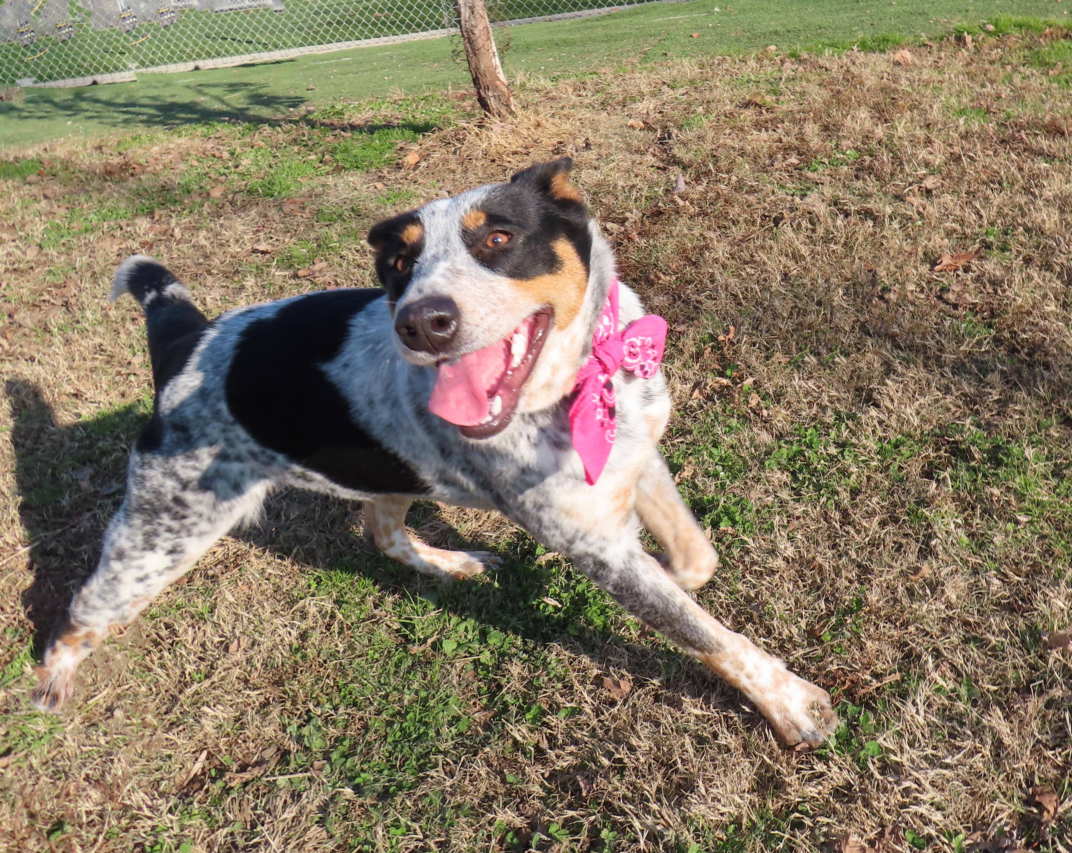 Enlarge Jennie  25C-312, an adopted Australian Cattle Dog / Blue Heeler in Rogers, AR image 4/5