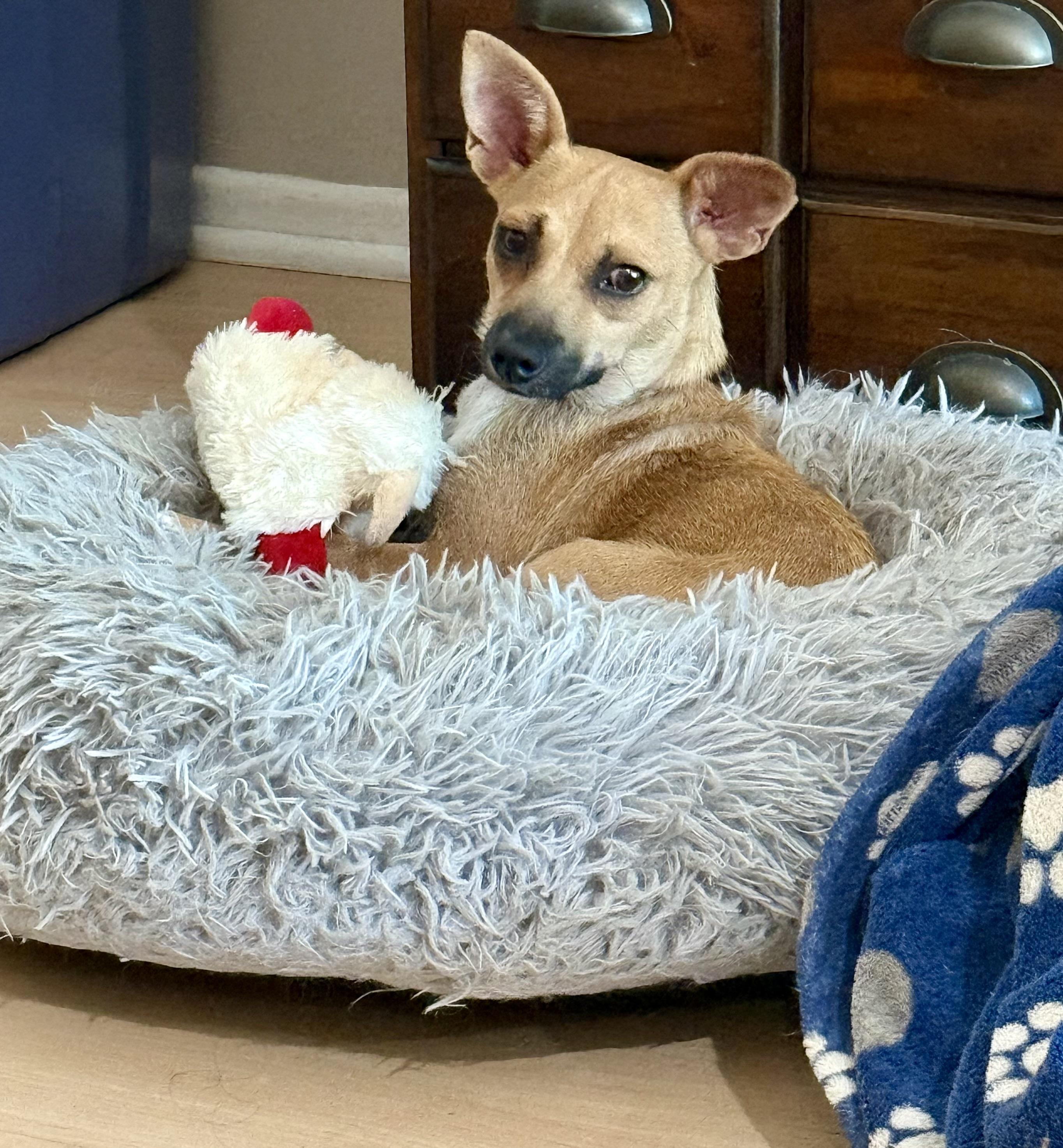 Genie, a Adopted mixed breed in Huntington Beach, CA image 2/6