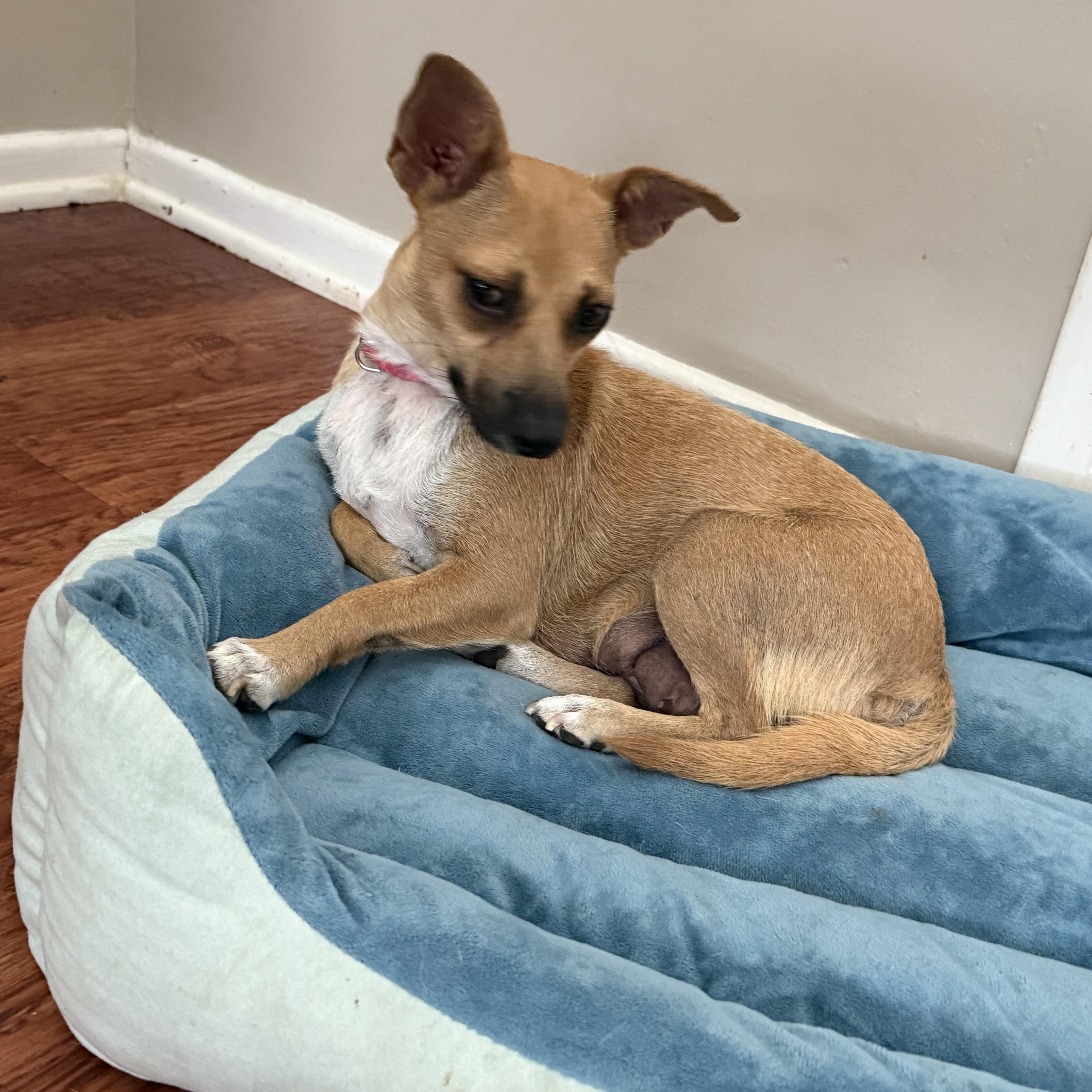 Genie, a Adopted mixed breed in Huntington Beach, CA image 4/6