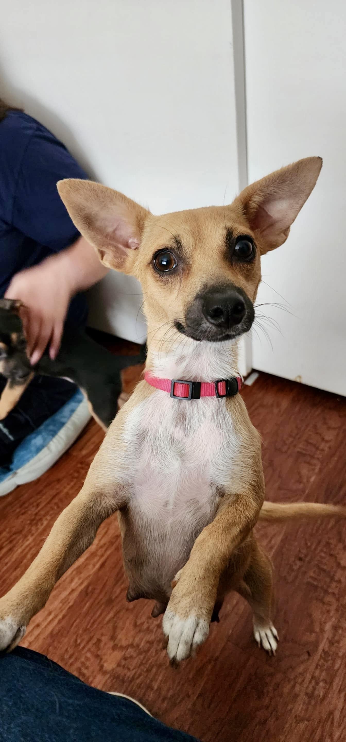 Genie, a Adopted mixed breed in Huntington Beach, CA image 1/6