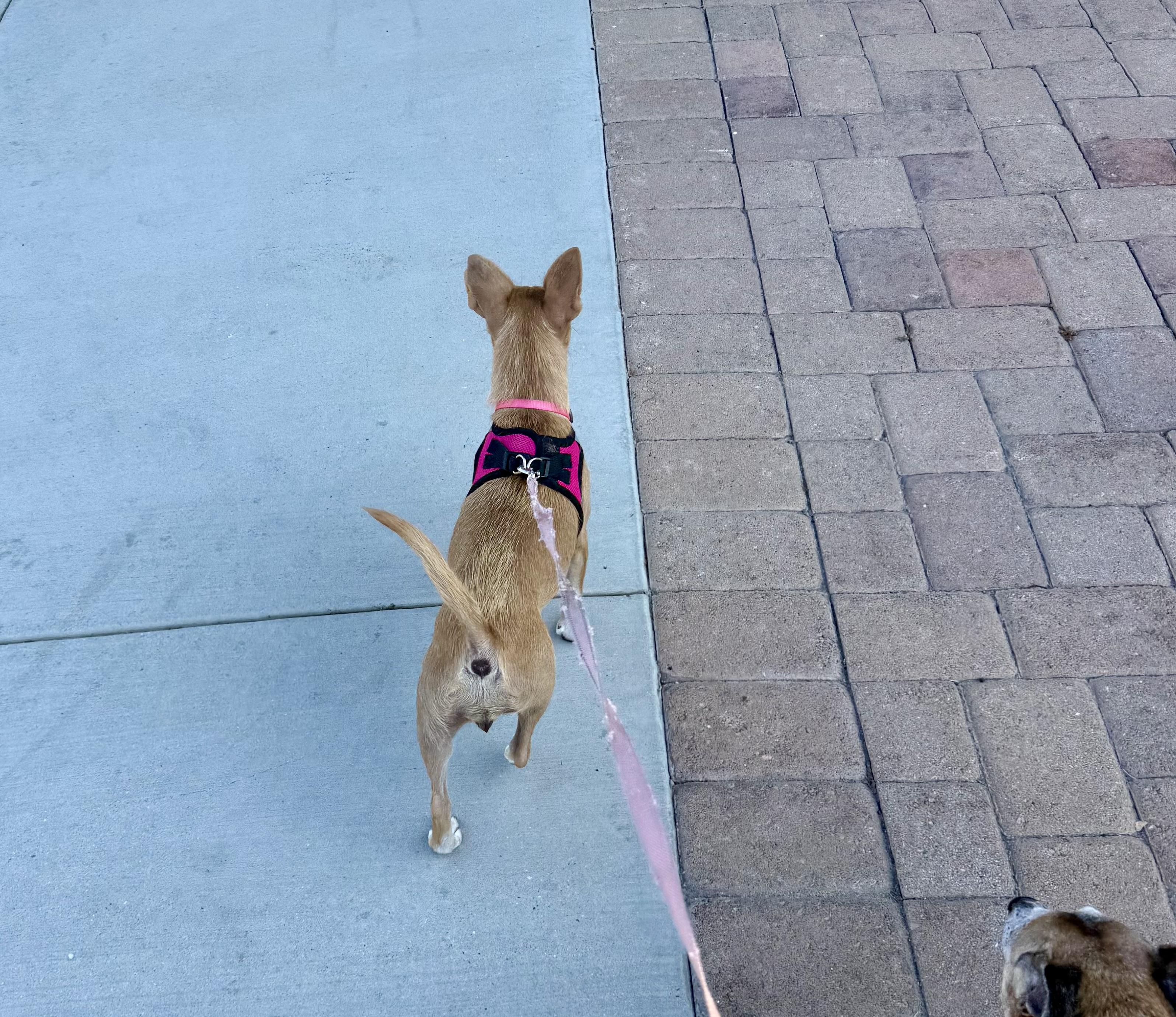 Genie, a Adopted mixed breed in Huntington Beach, CA image 5/6