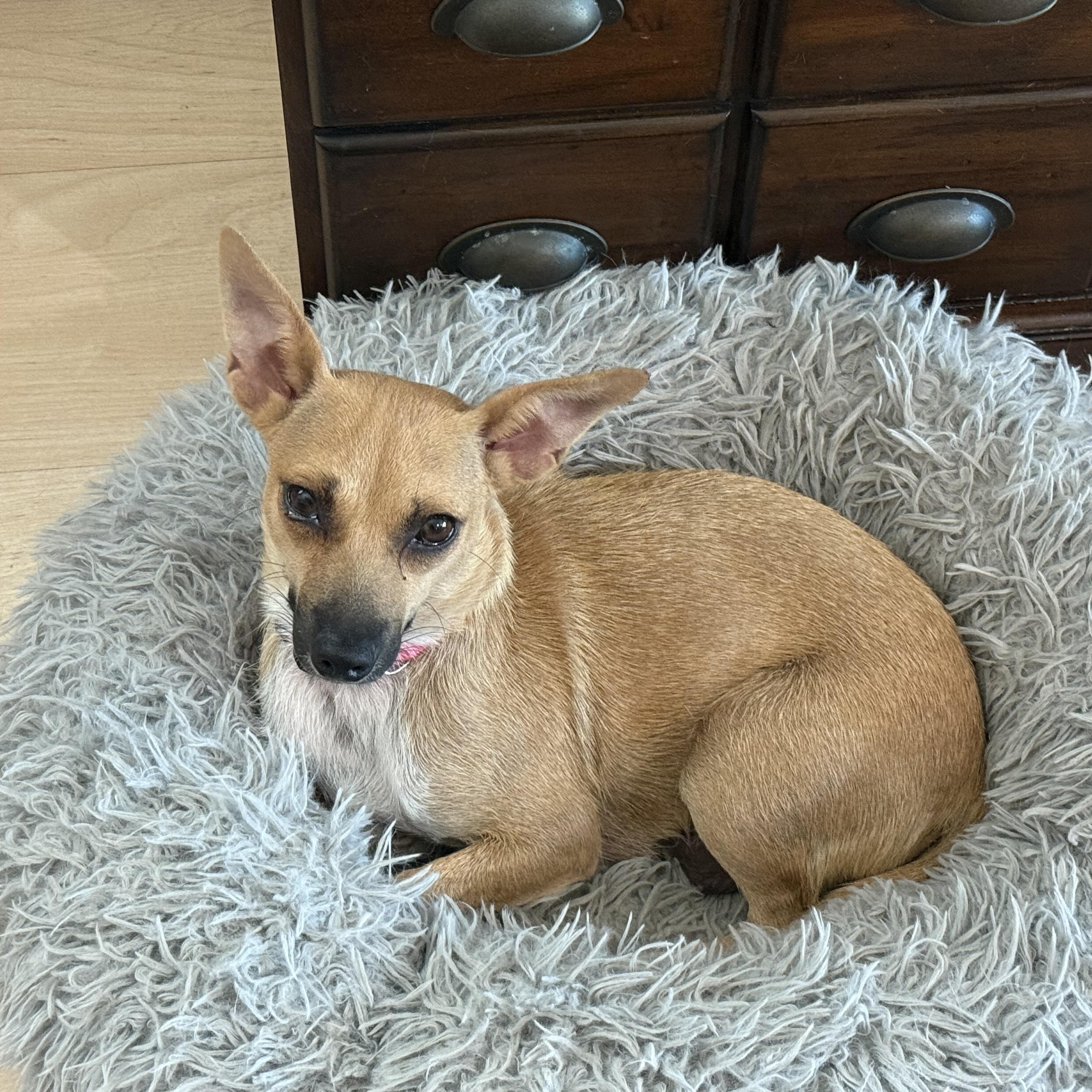 Genie, a Adopted mixed breed in Huntington Beach, CA image 6/6