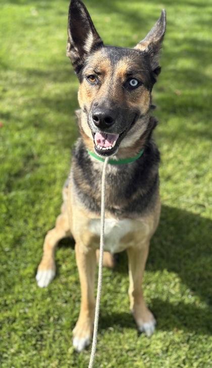 Bella, Adoptable, Adult Female German Shepherd Dog & Australian Shepherd.