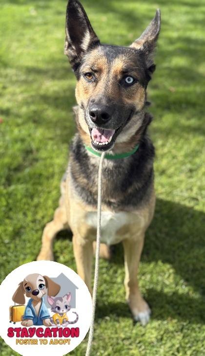 Bella, Adoptable, Adult Female German Shepherd Dog & Australian Shepherd.