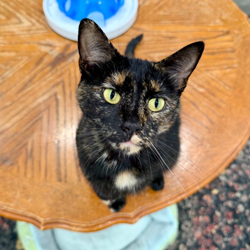 Enlarge Vee, a Adoptable mixed breed in Fairmont, WV image 1/5