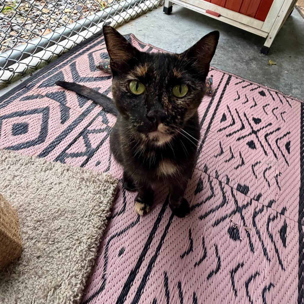 Enlarge Vee, a Adoptable mixed breed in Fairmont, WV image 2/5