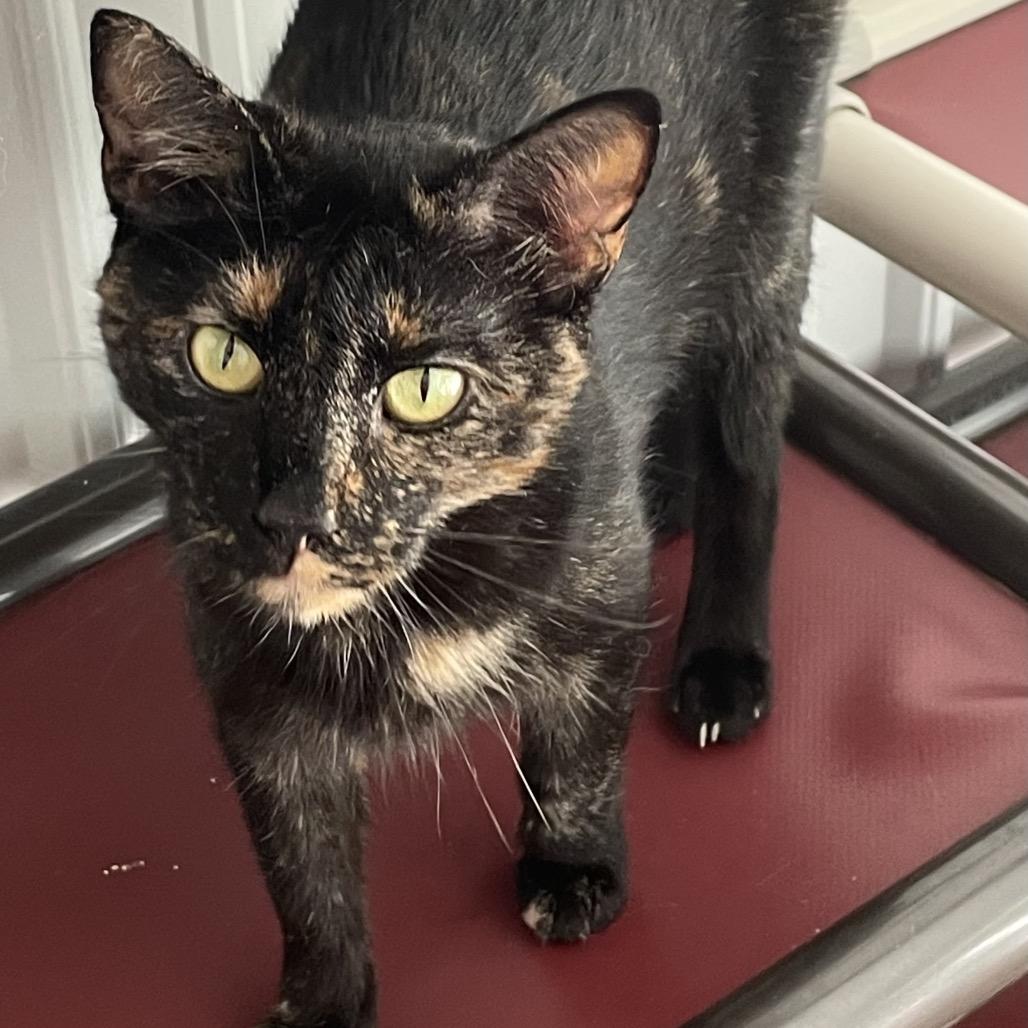 Enlarge Vee, a Adoptable mixed breed in Fairmont, WV image 4/5