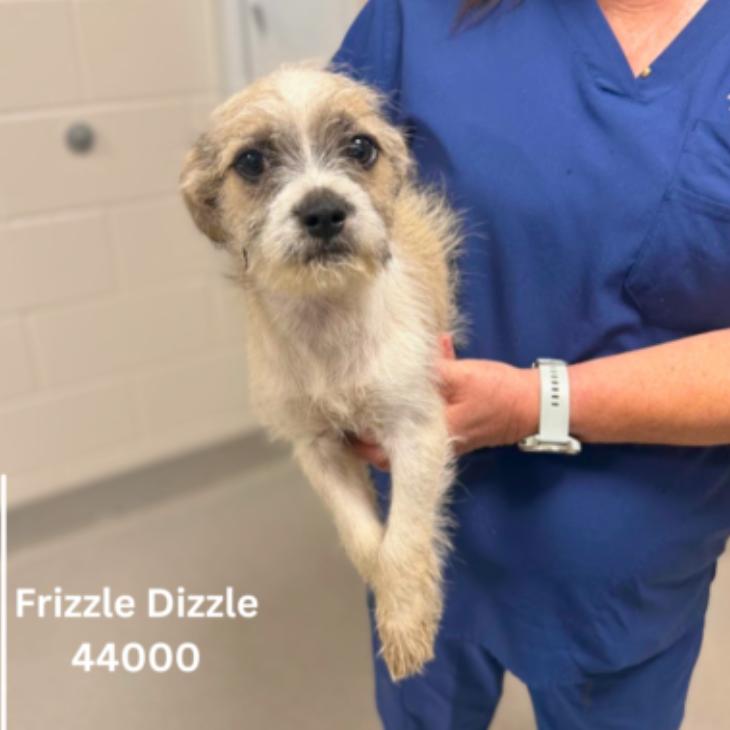 Enlarge Frizzle, a Adoptable mixed breed in Tampa, FL image 1/1
