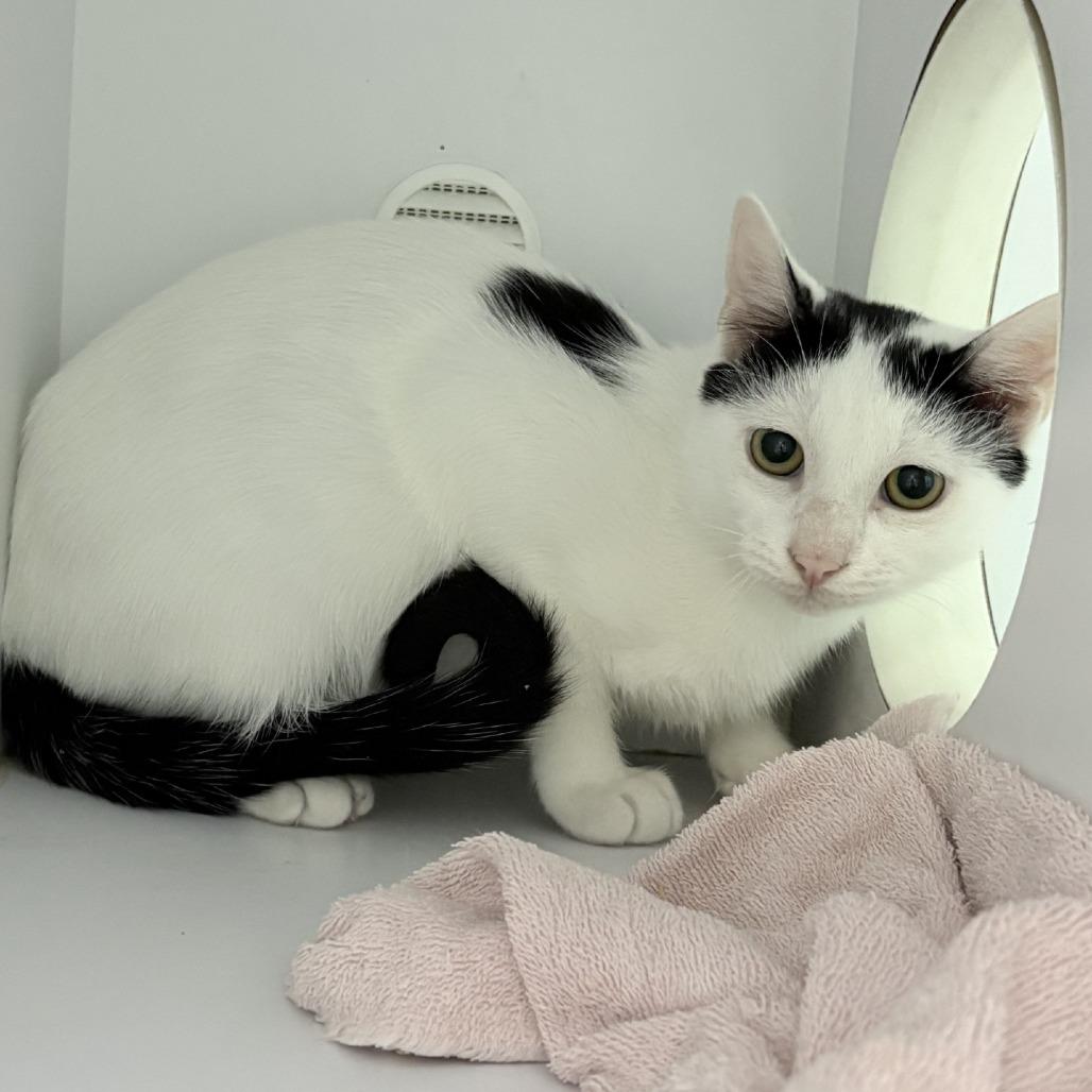 Tuna-3598, Adoptable, Kitten Male Domestic Short Hair.