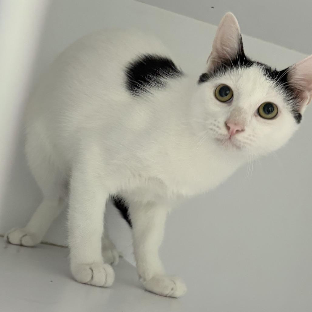 Enlarge Tuna-3598, a Adoptable Domestic Short Hair in Tyler, TX image 2/2